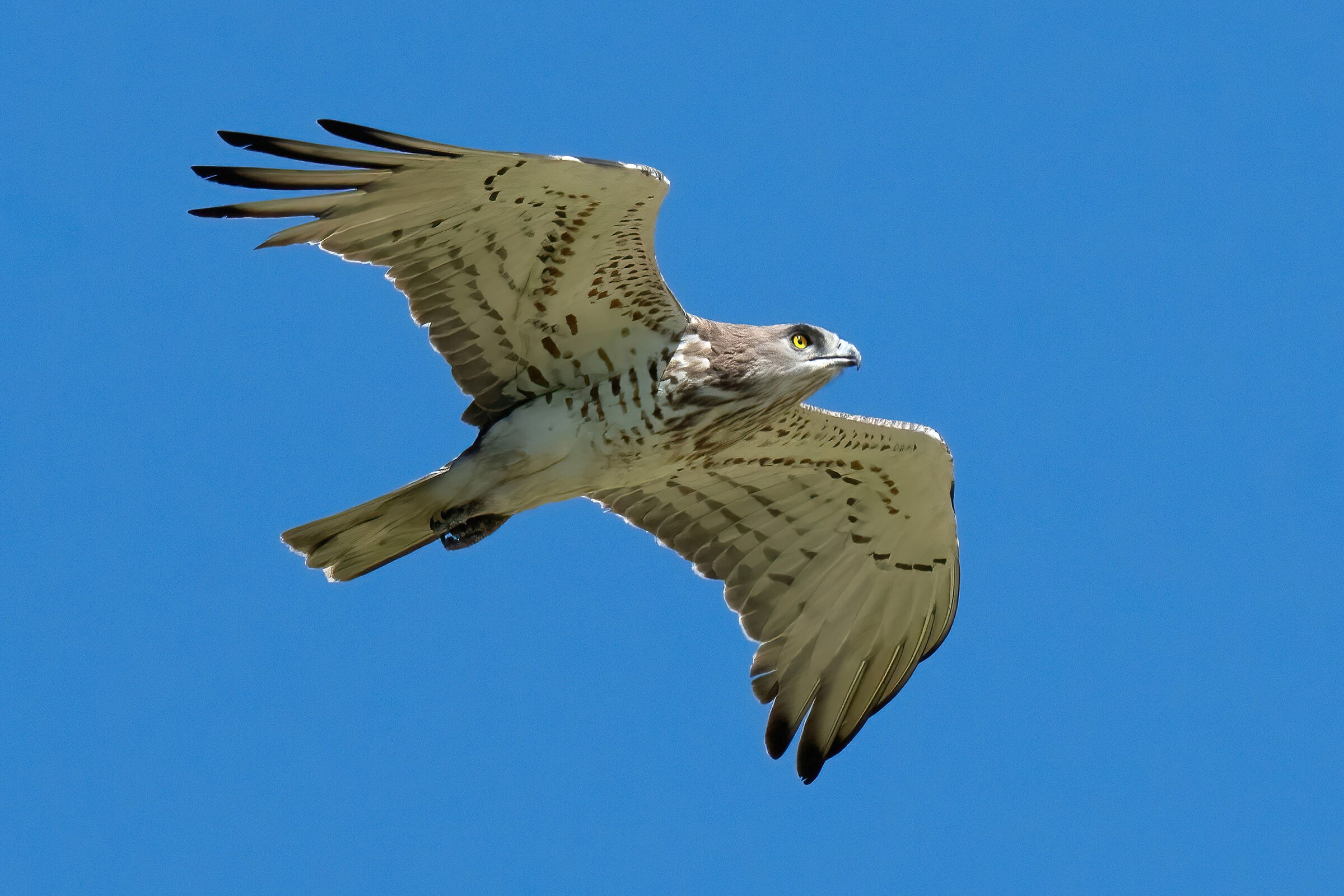 Biancone (Circaetus gallicus)
