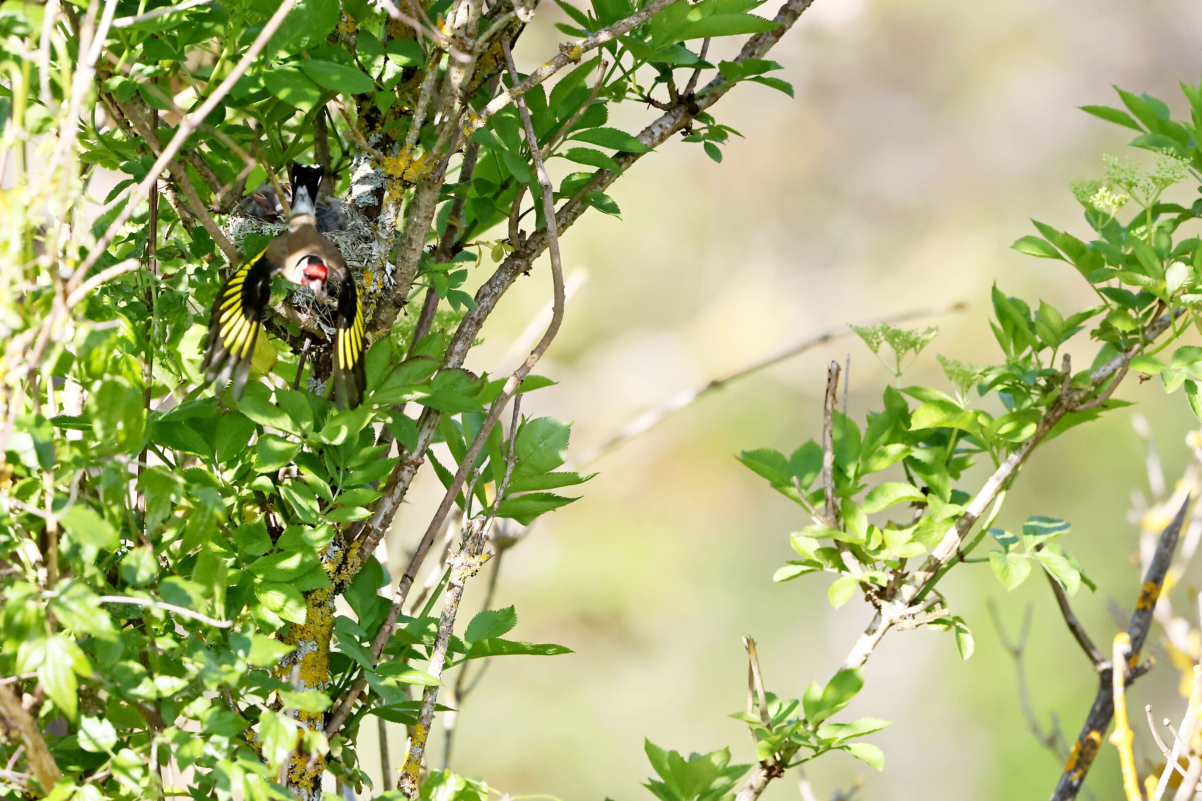 I go to get breakfast