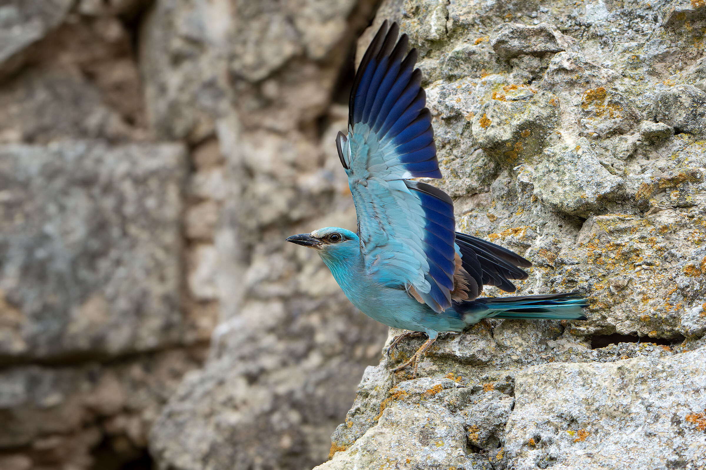 European jay