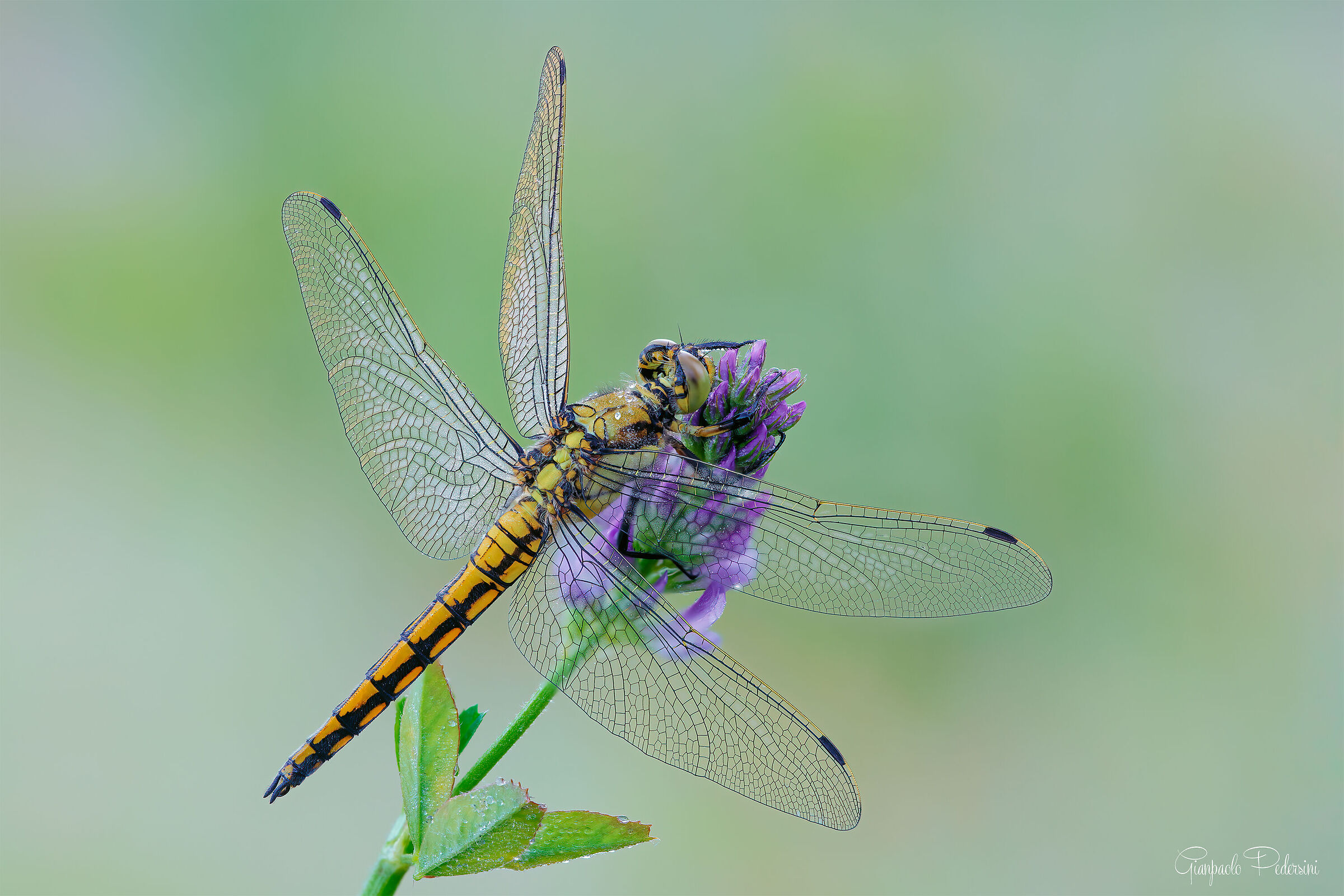 Bellezze dalla natura