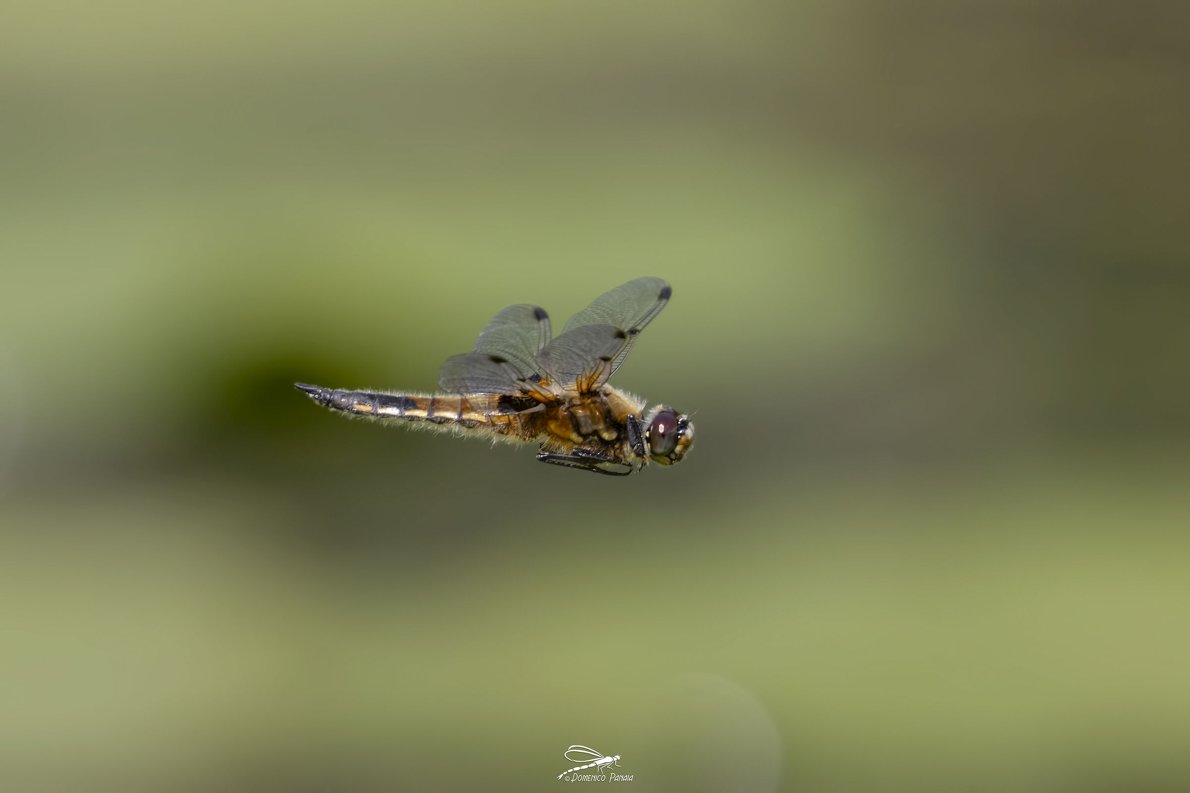 Four-folded dragonfly