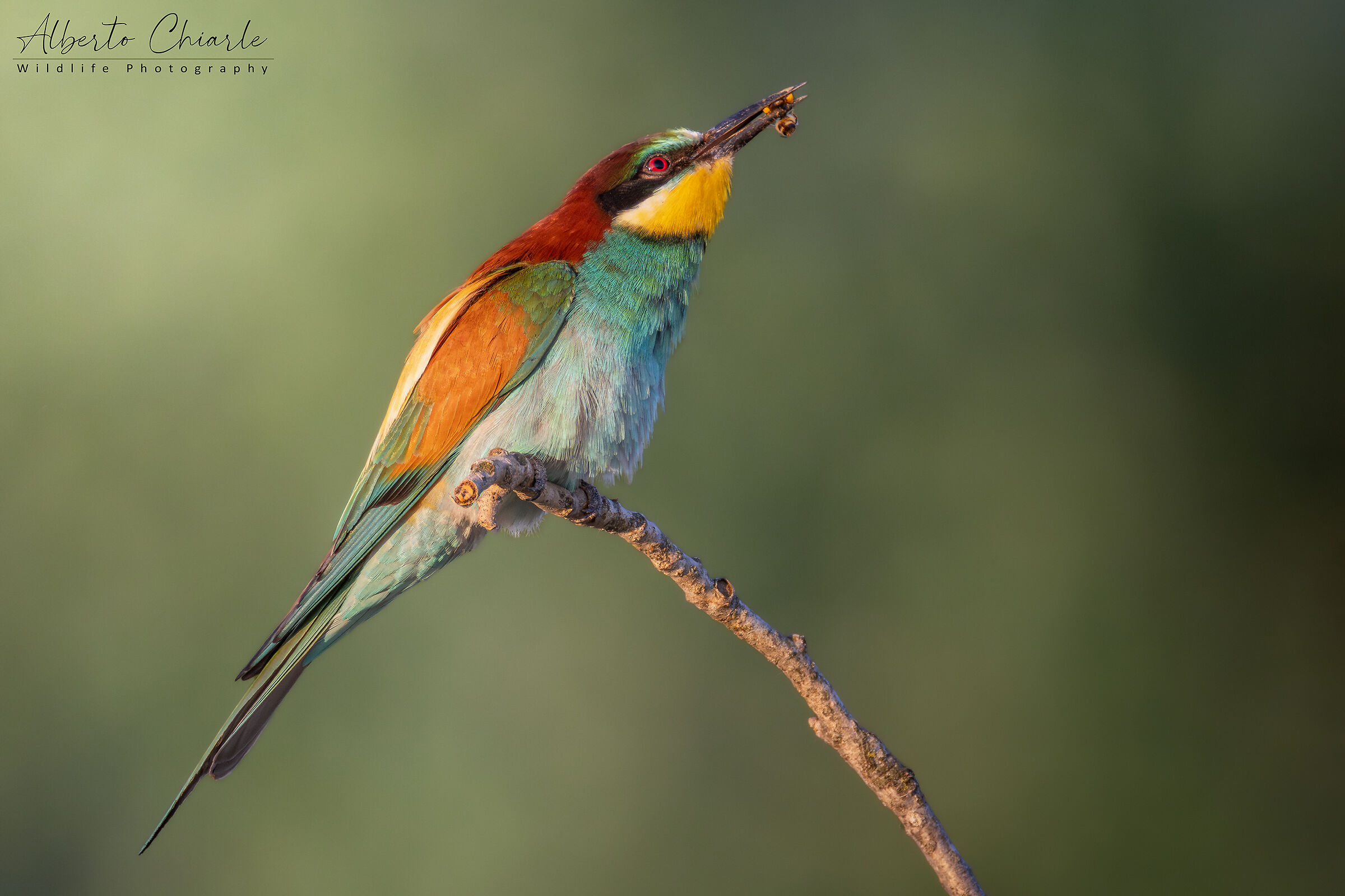 Bee-eater