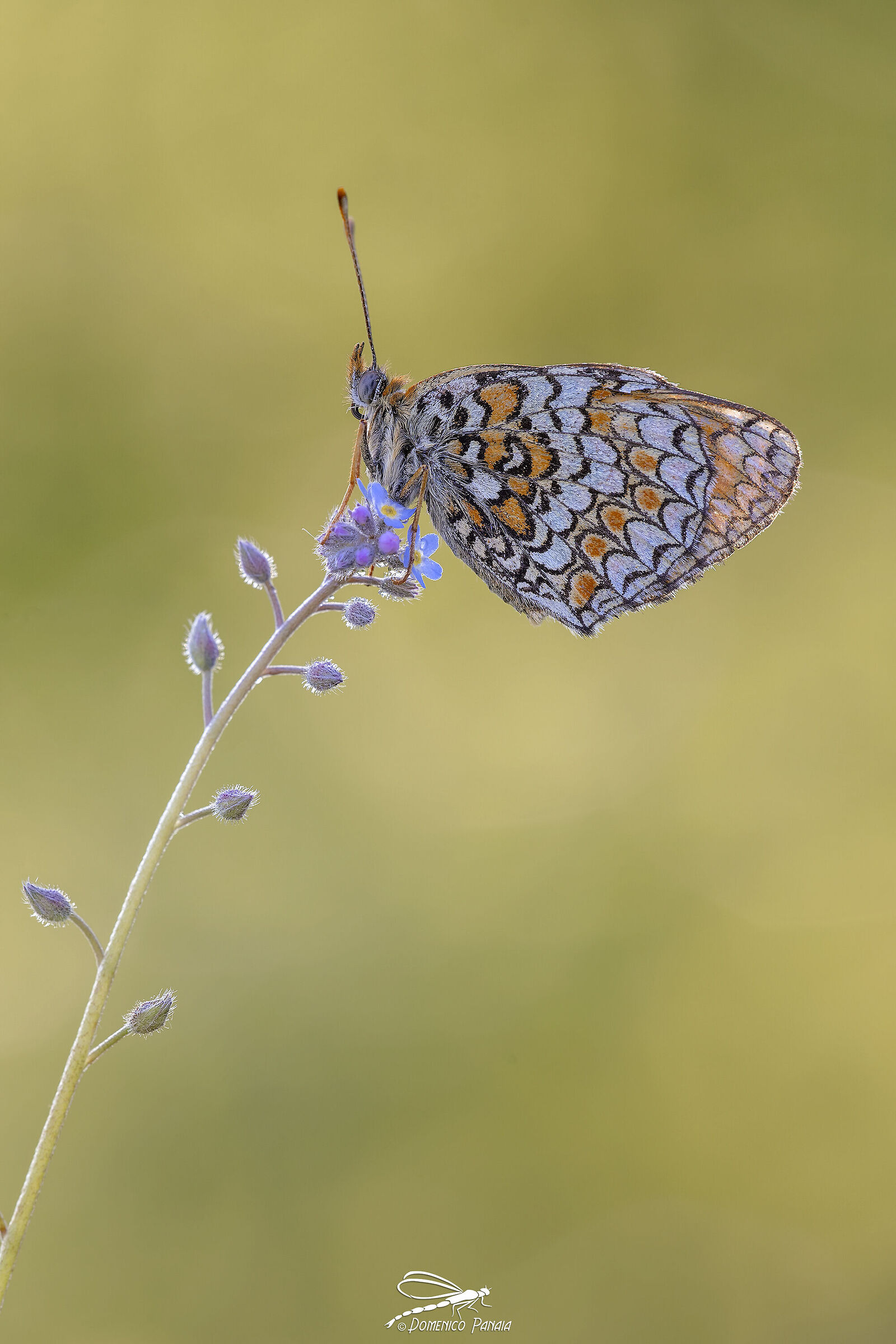 melitaea phoebe