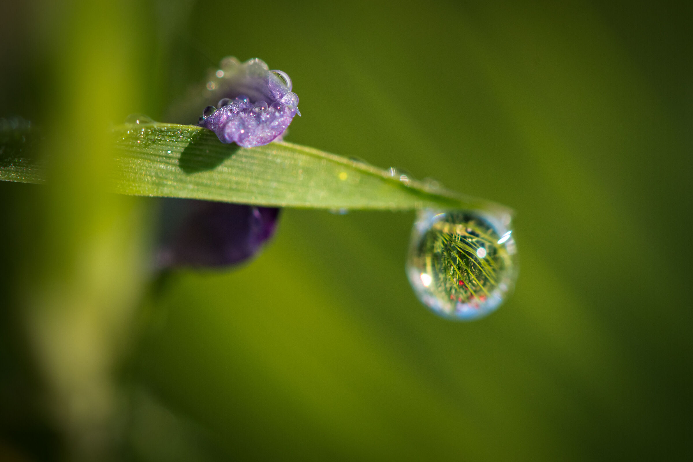 The field in a drop ...