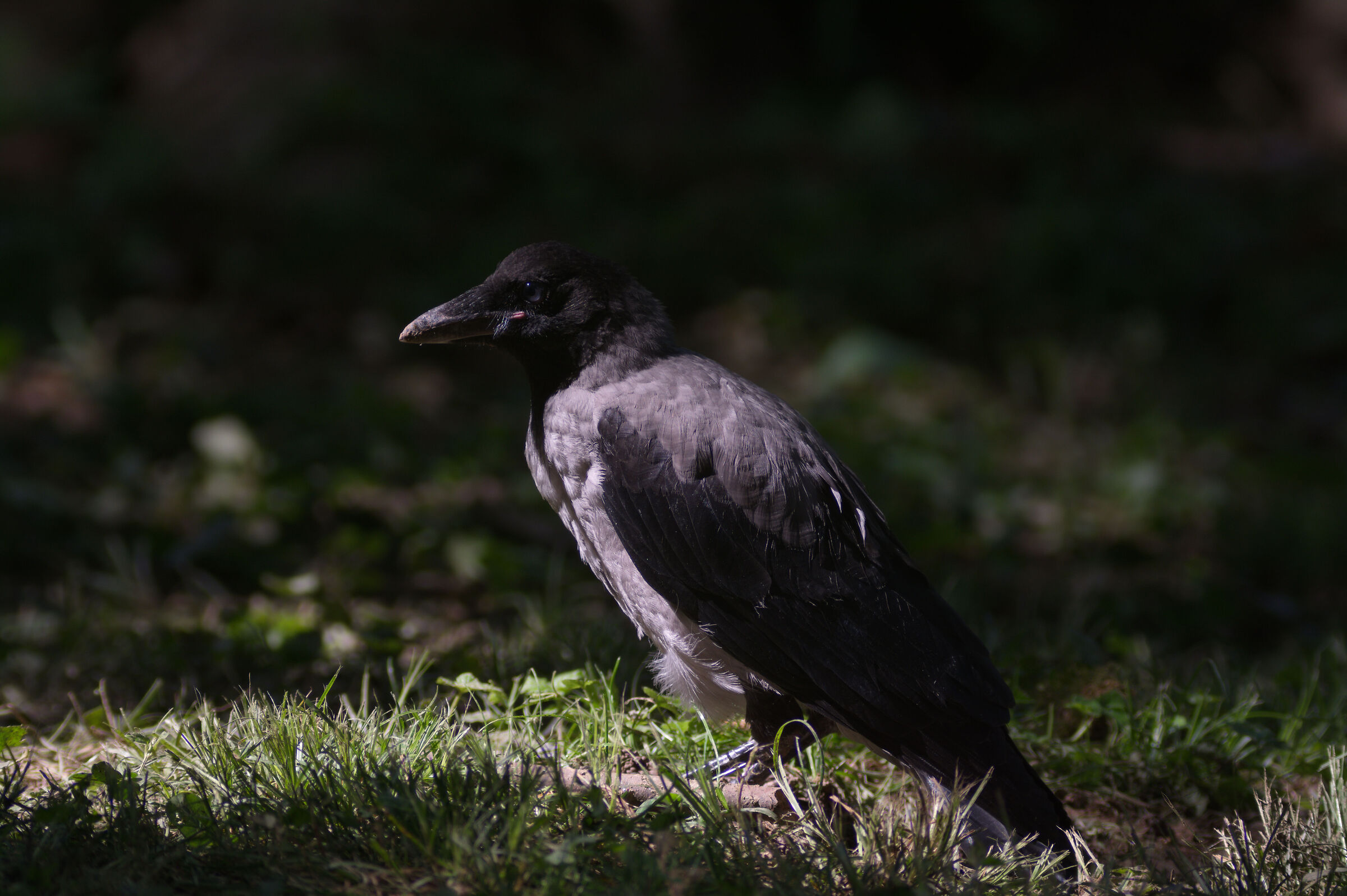 GiovaneCornacchia. 25/05/25.