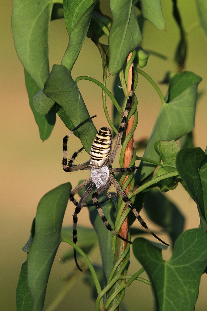 Argiope