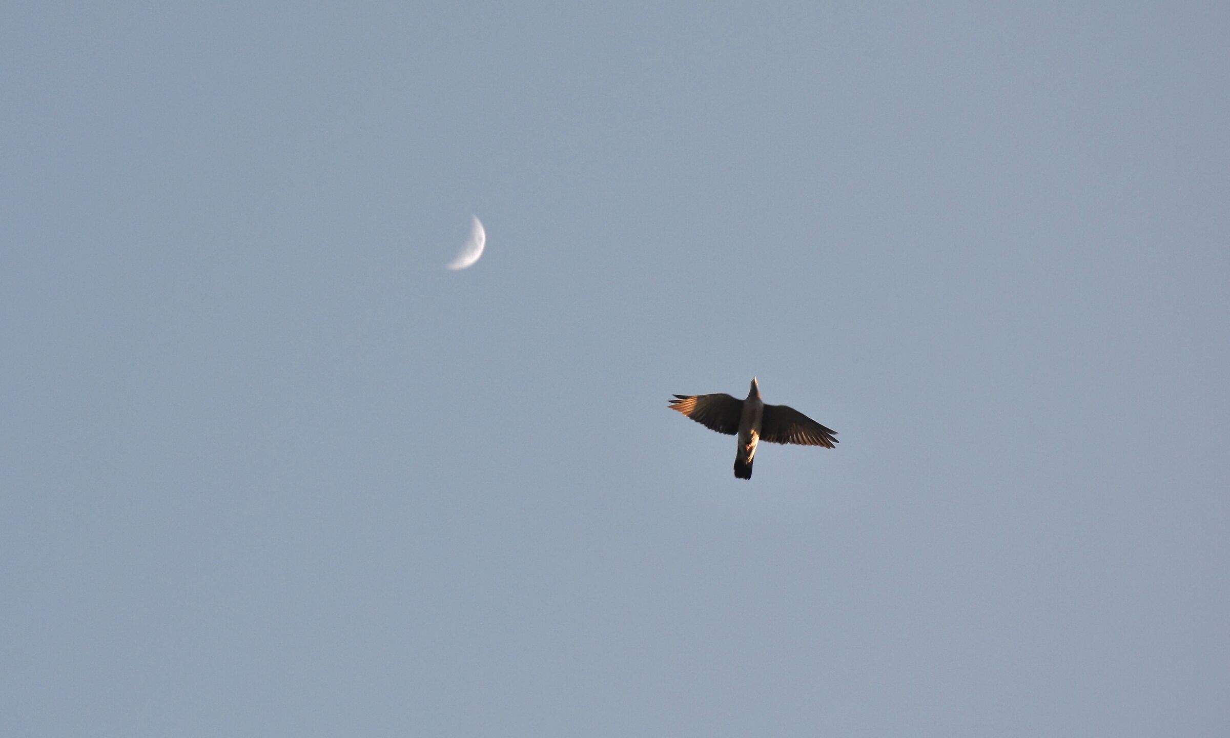 Moon and bird