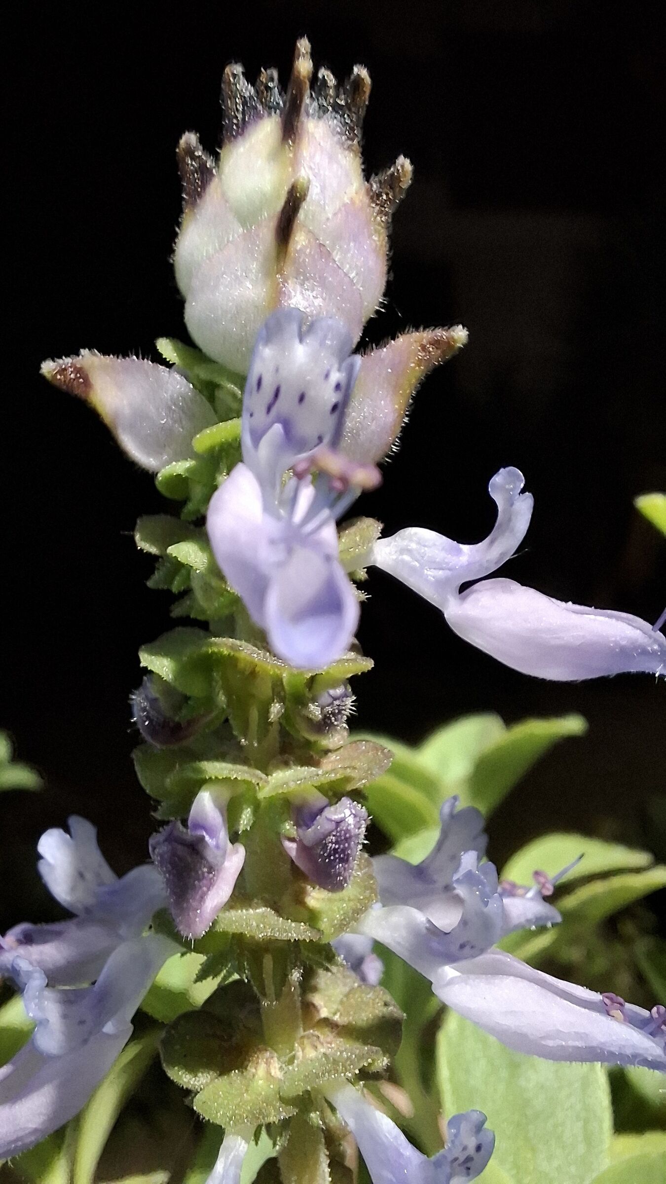 A flower in the night