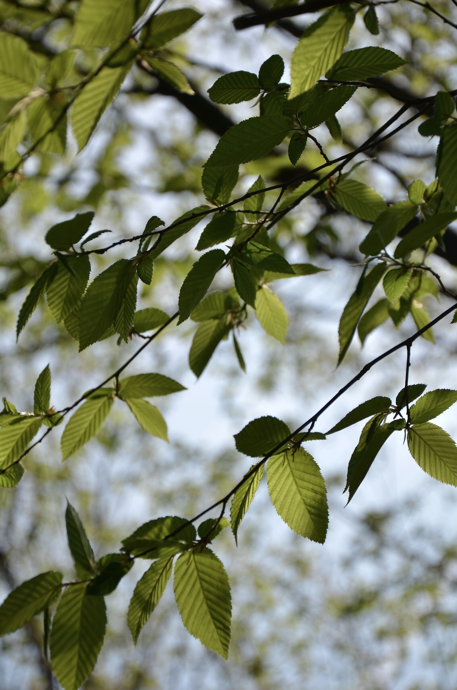 Leaves