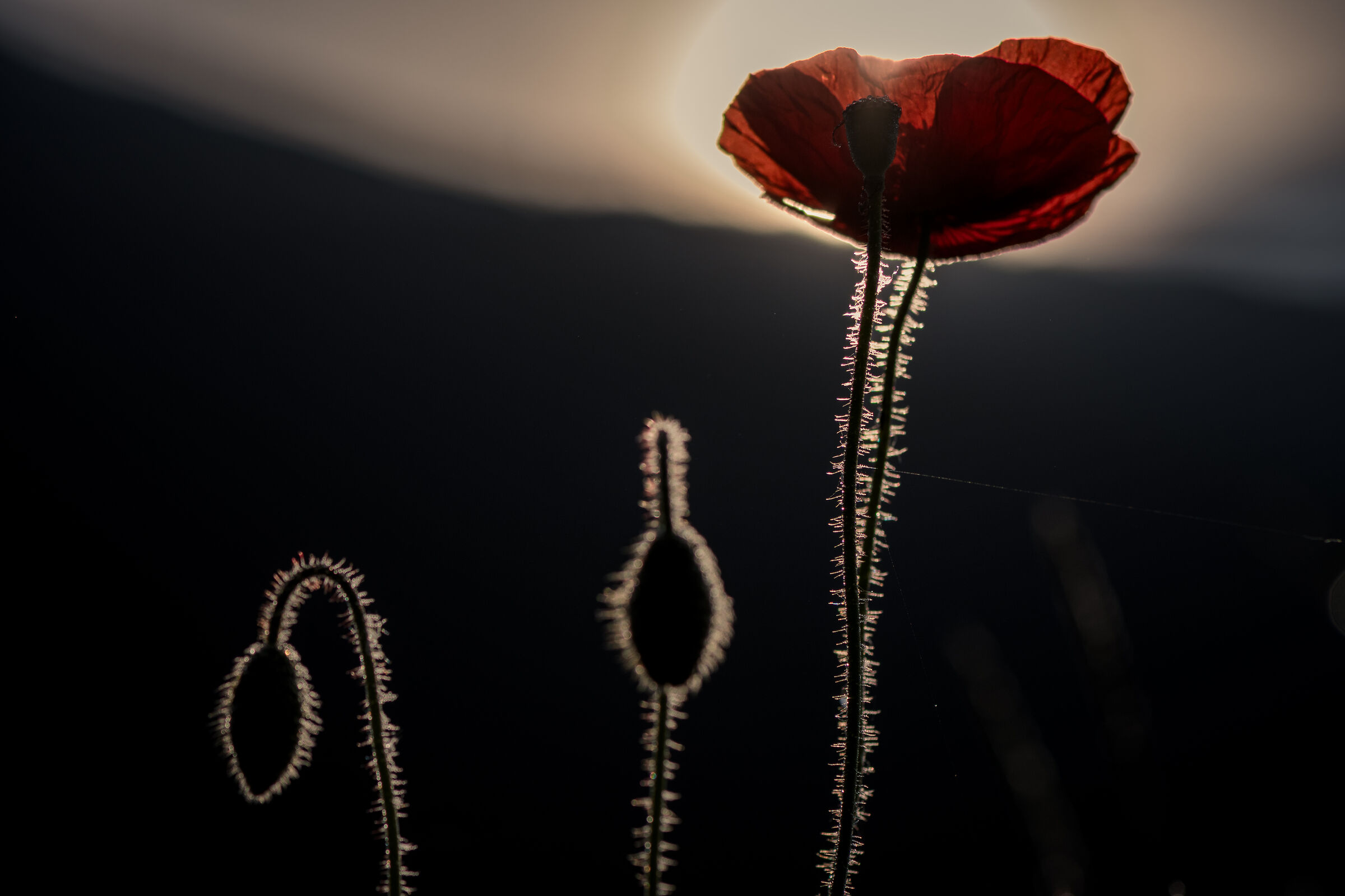 Poppy against the light ...