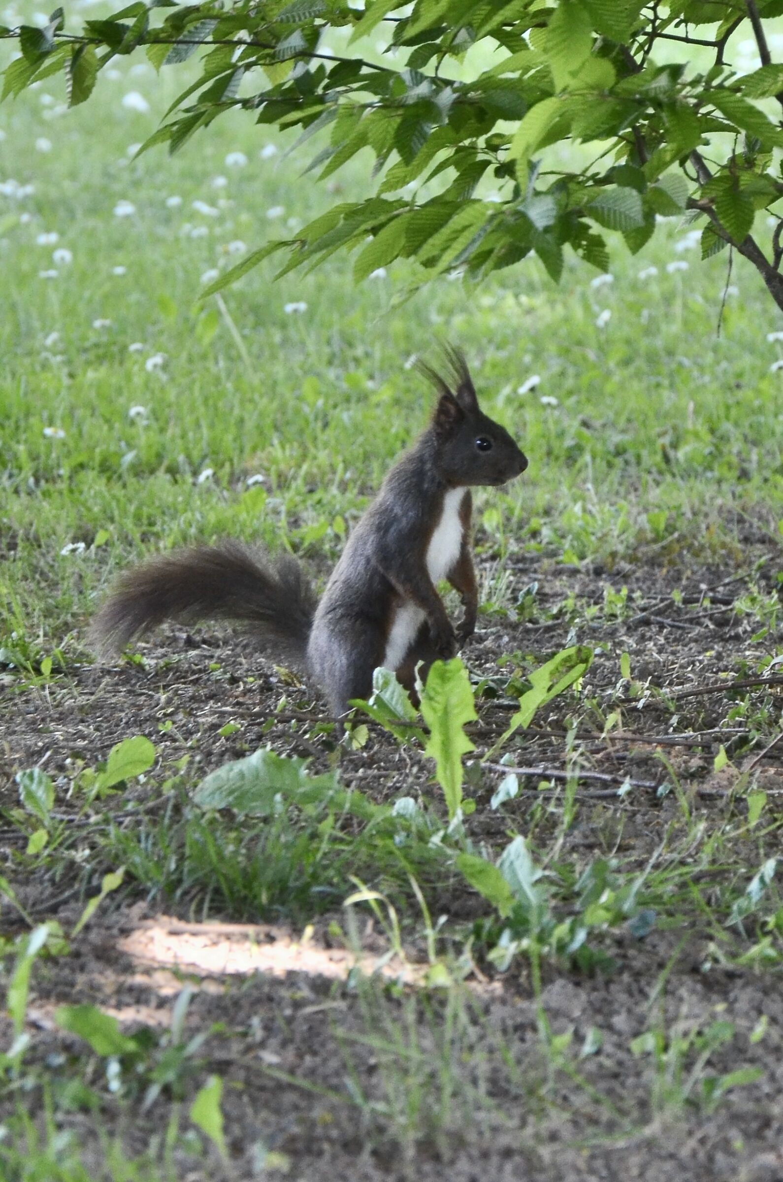 Squirrel