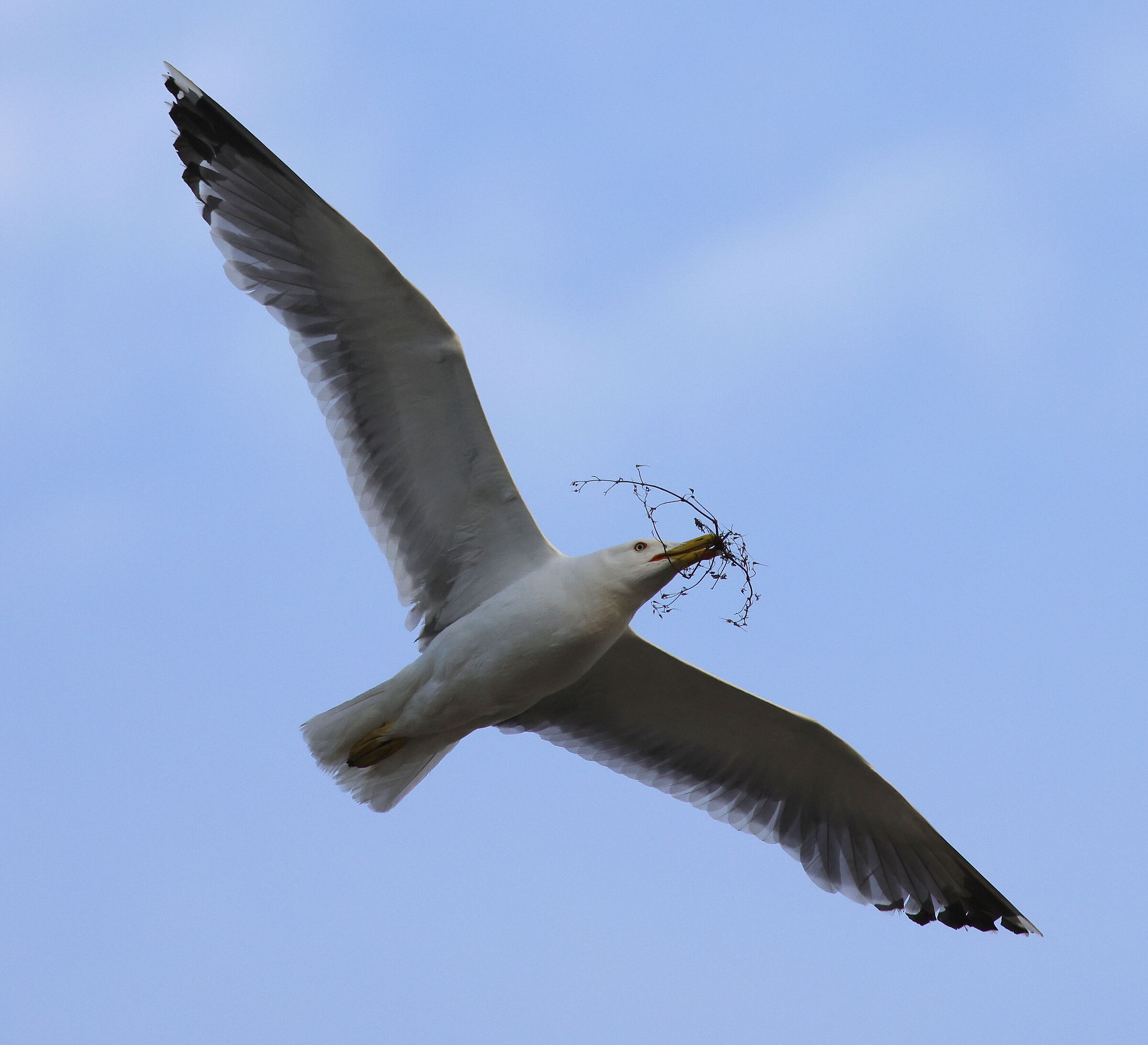 Gull