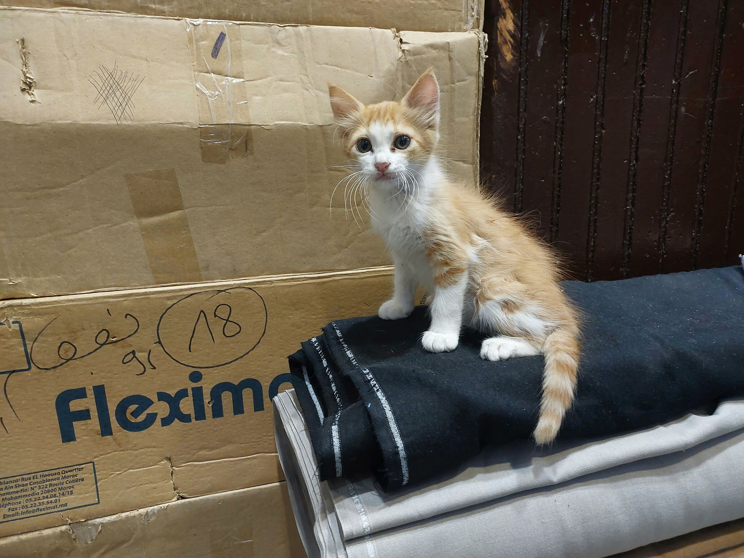 Moroccan cat