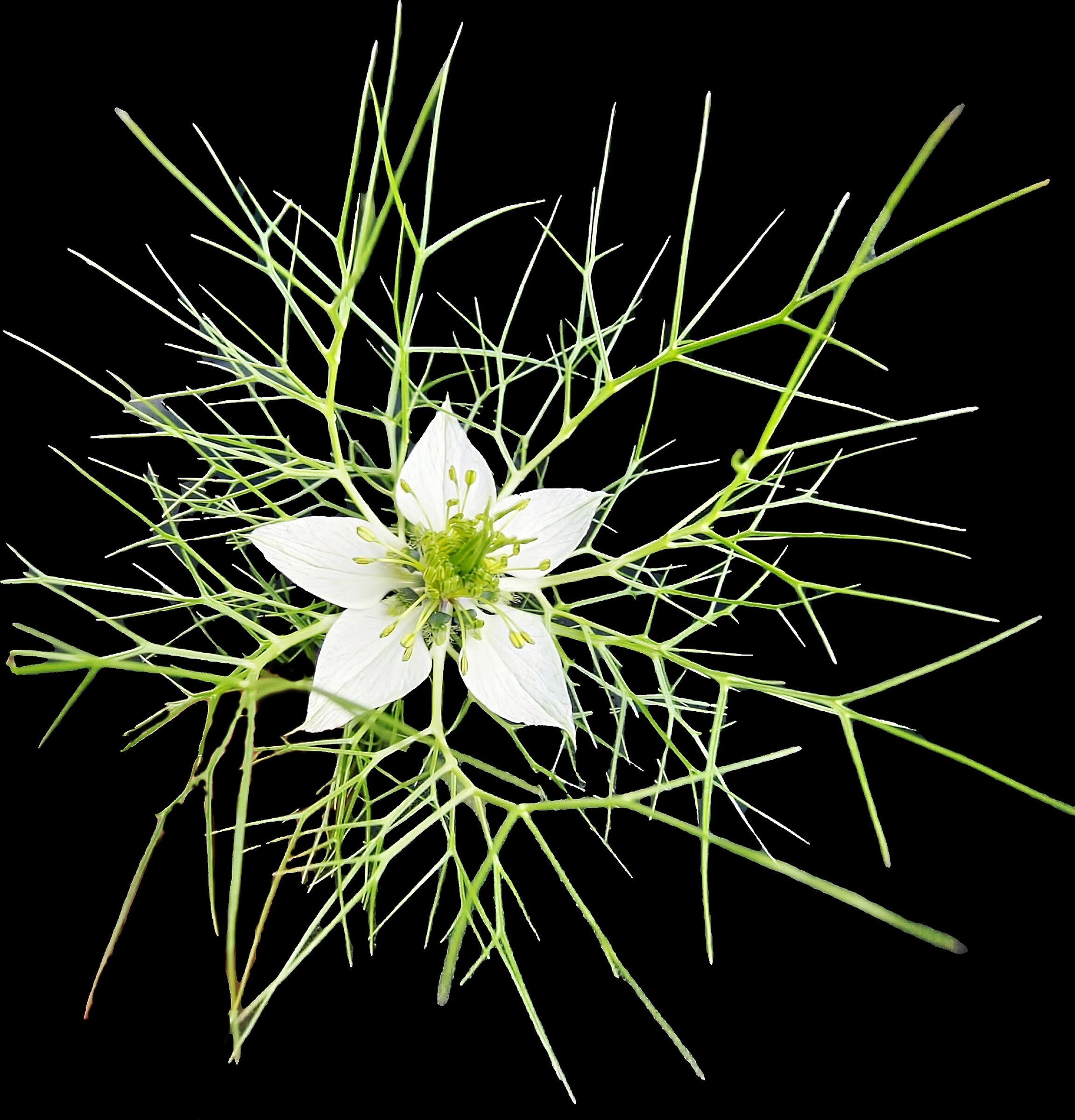 Nigella Damascena