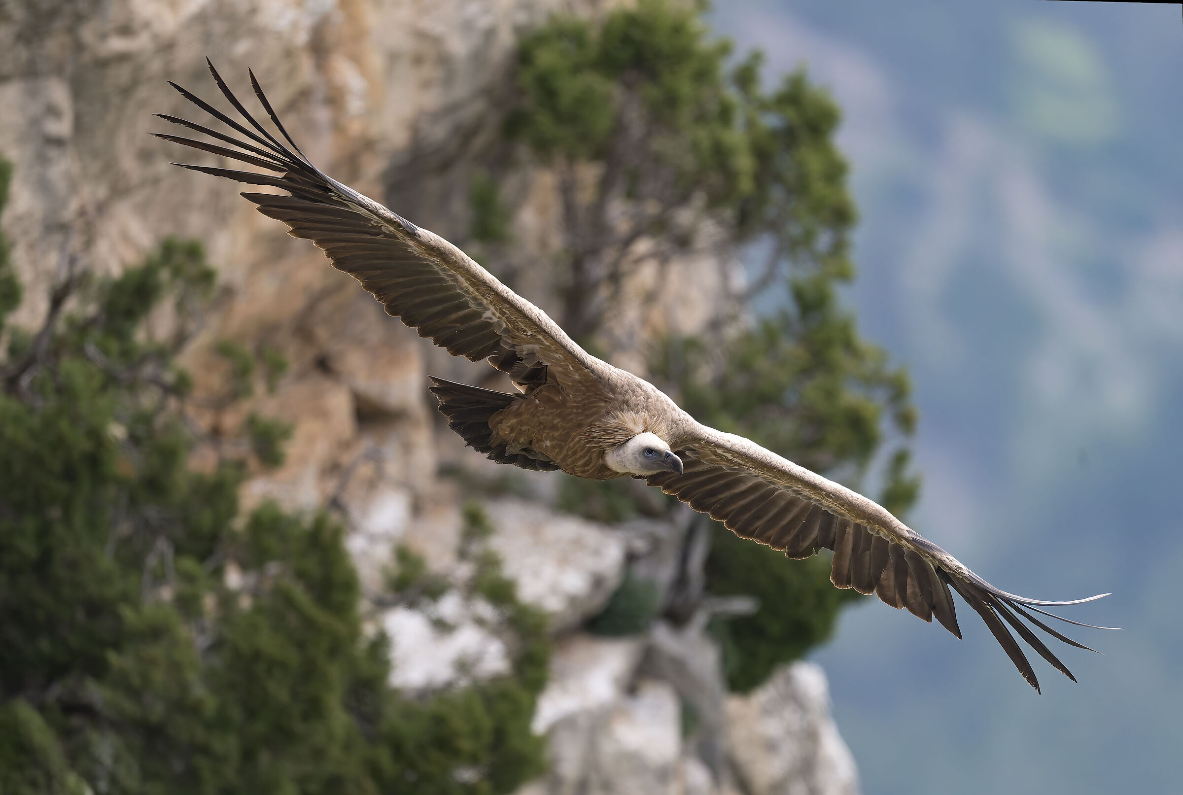 Griffin - Barronies Provencal