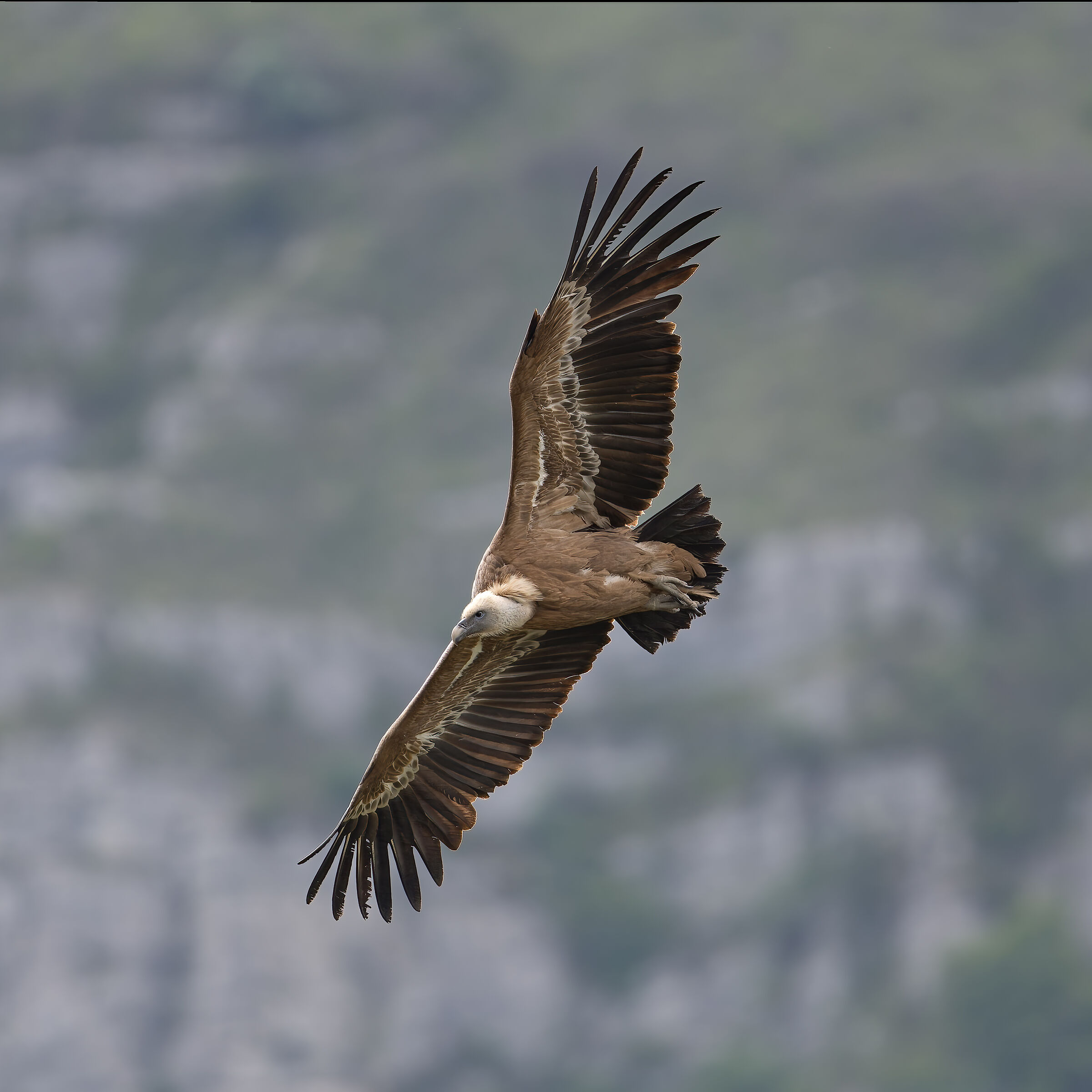 Griffin - Barronies Provencal