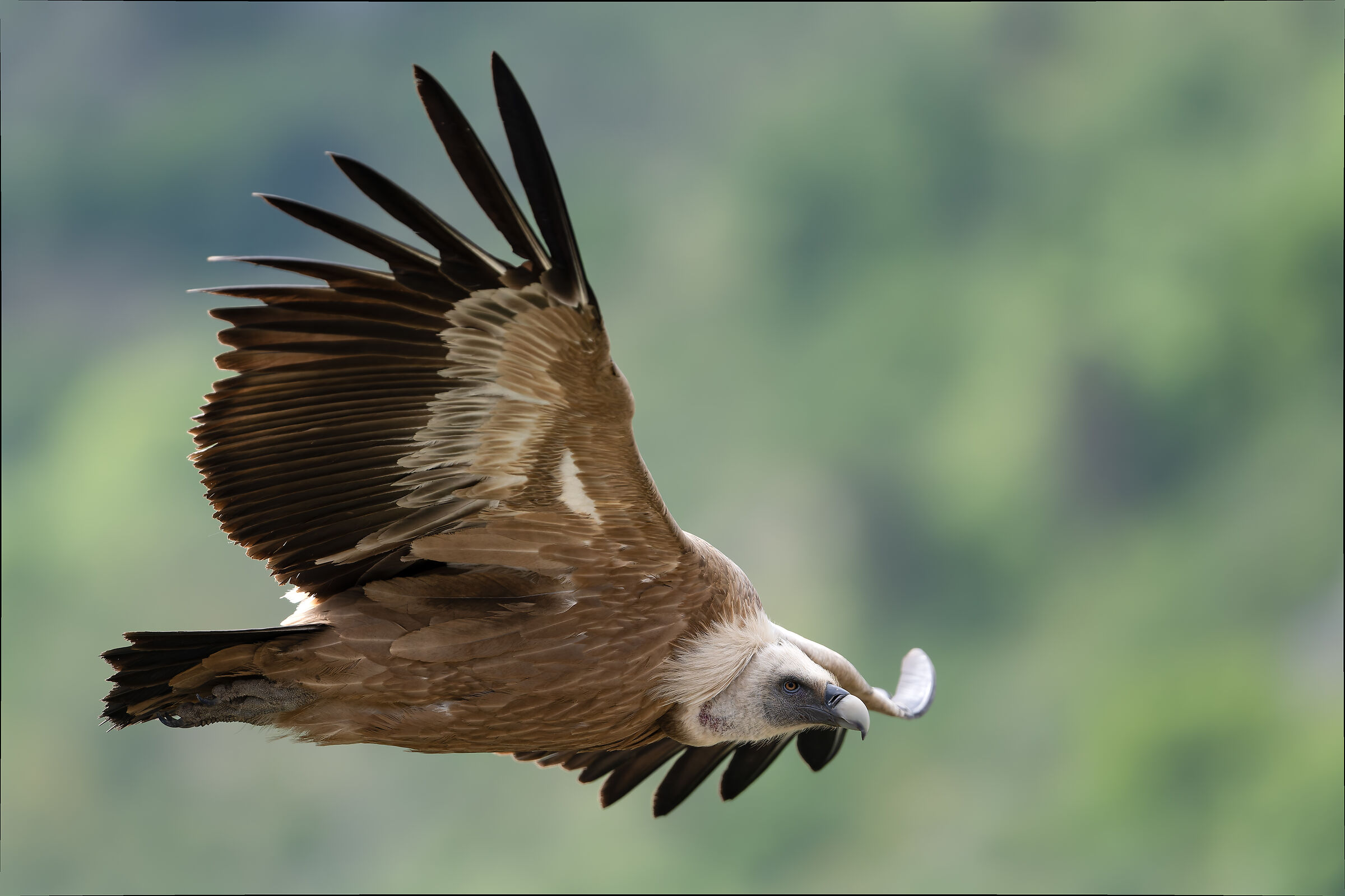 Griffin - Barronies Provencal