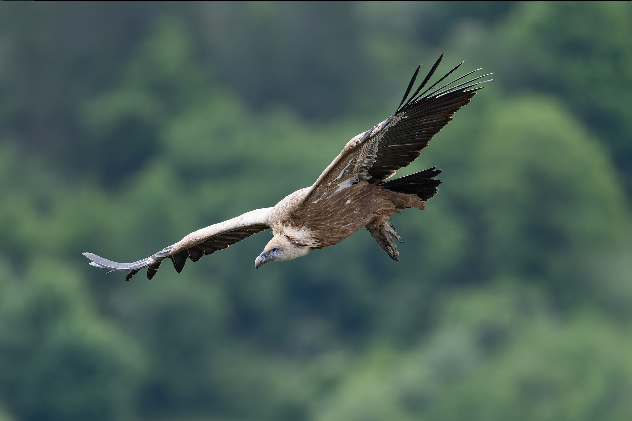 Griffin - Barronies Provencal