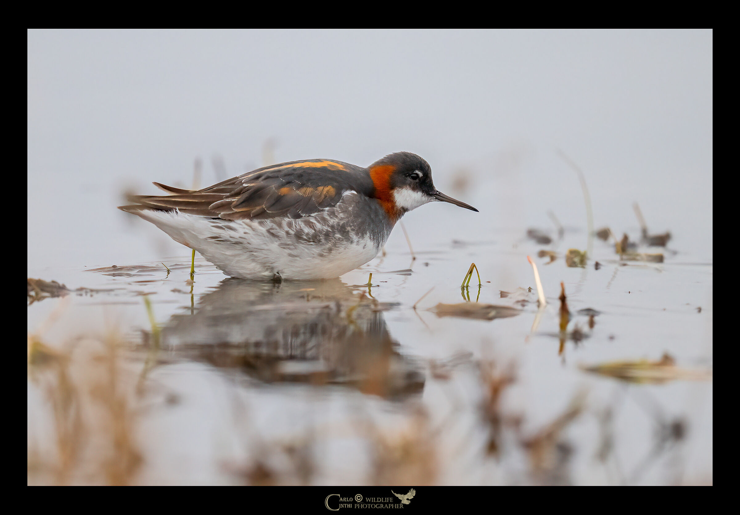 falaropo beccosottile