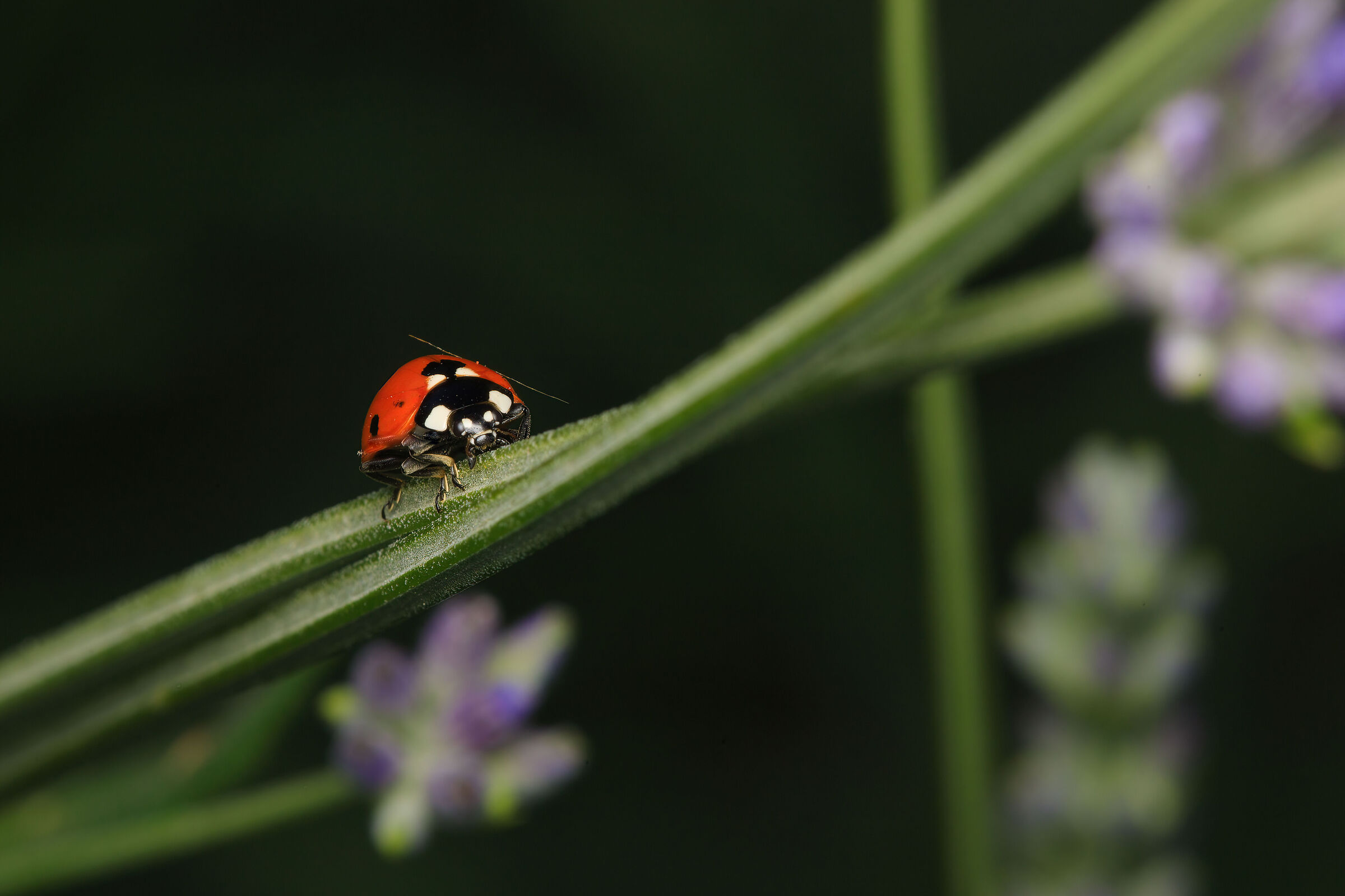 Ladybird