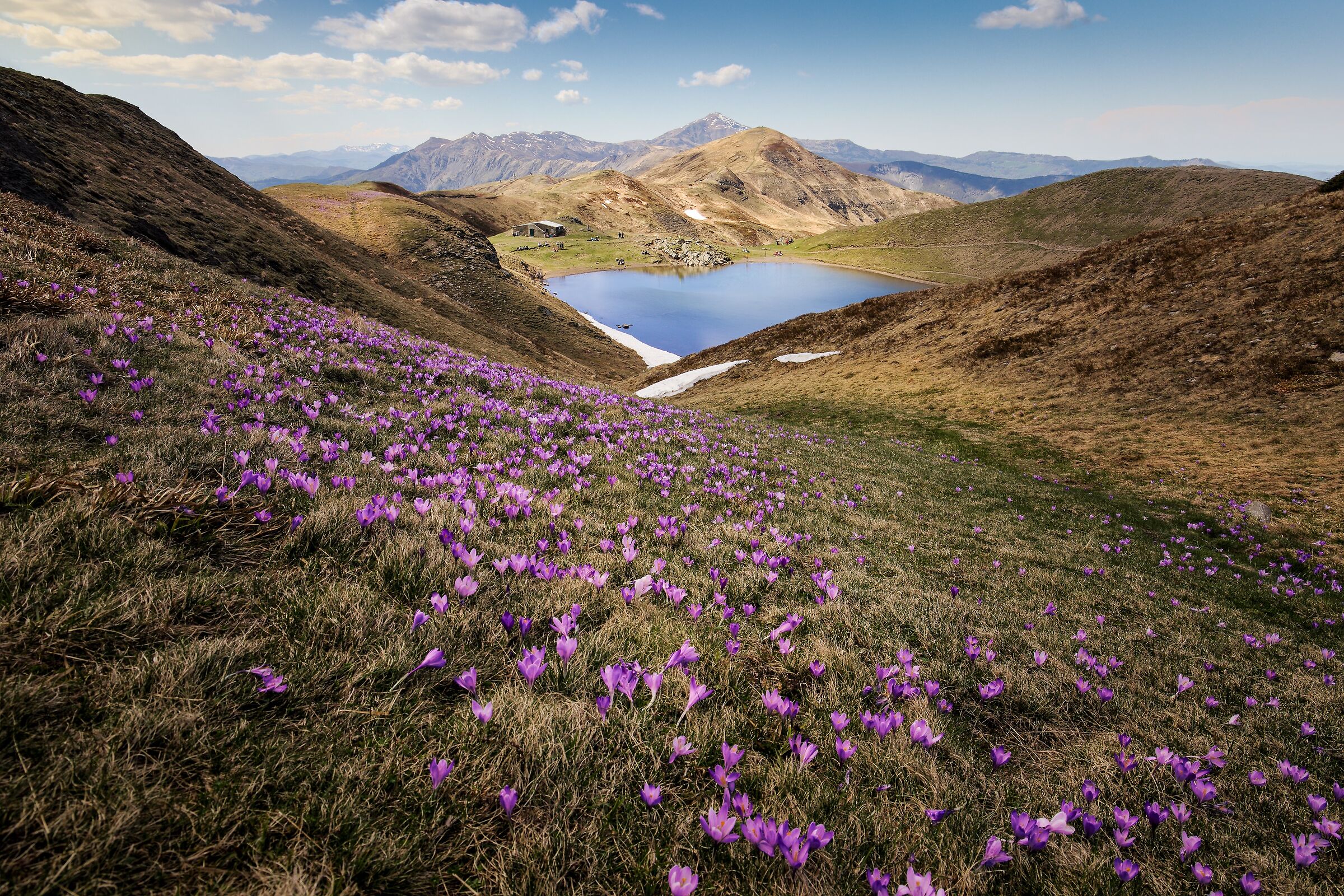Fioriture di primavera