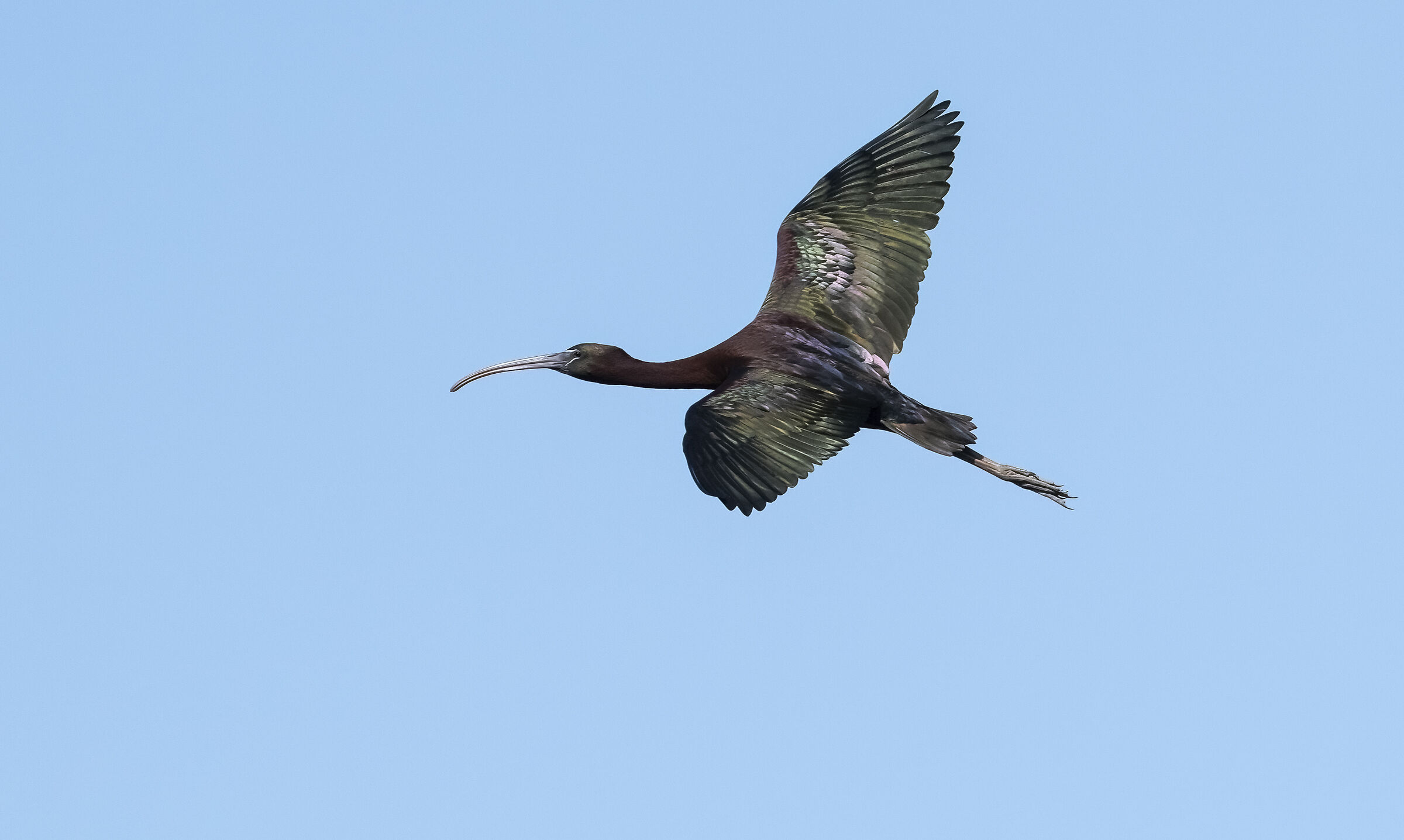 Glossy ibis