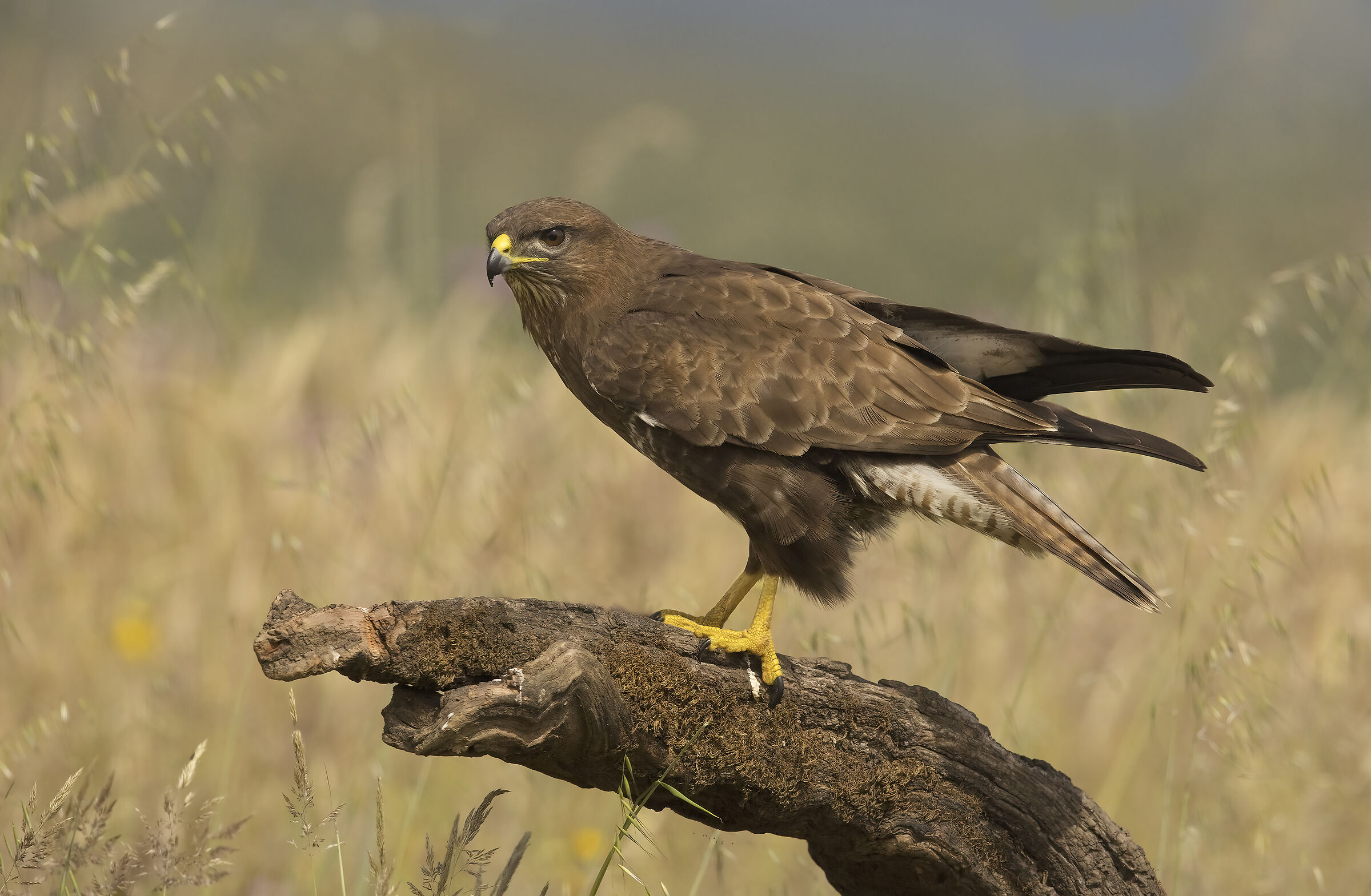 poiana , Andalusia 2025