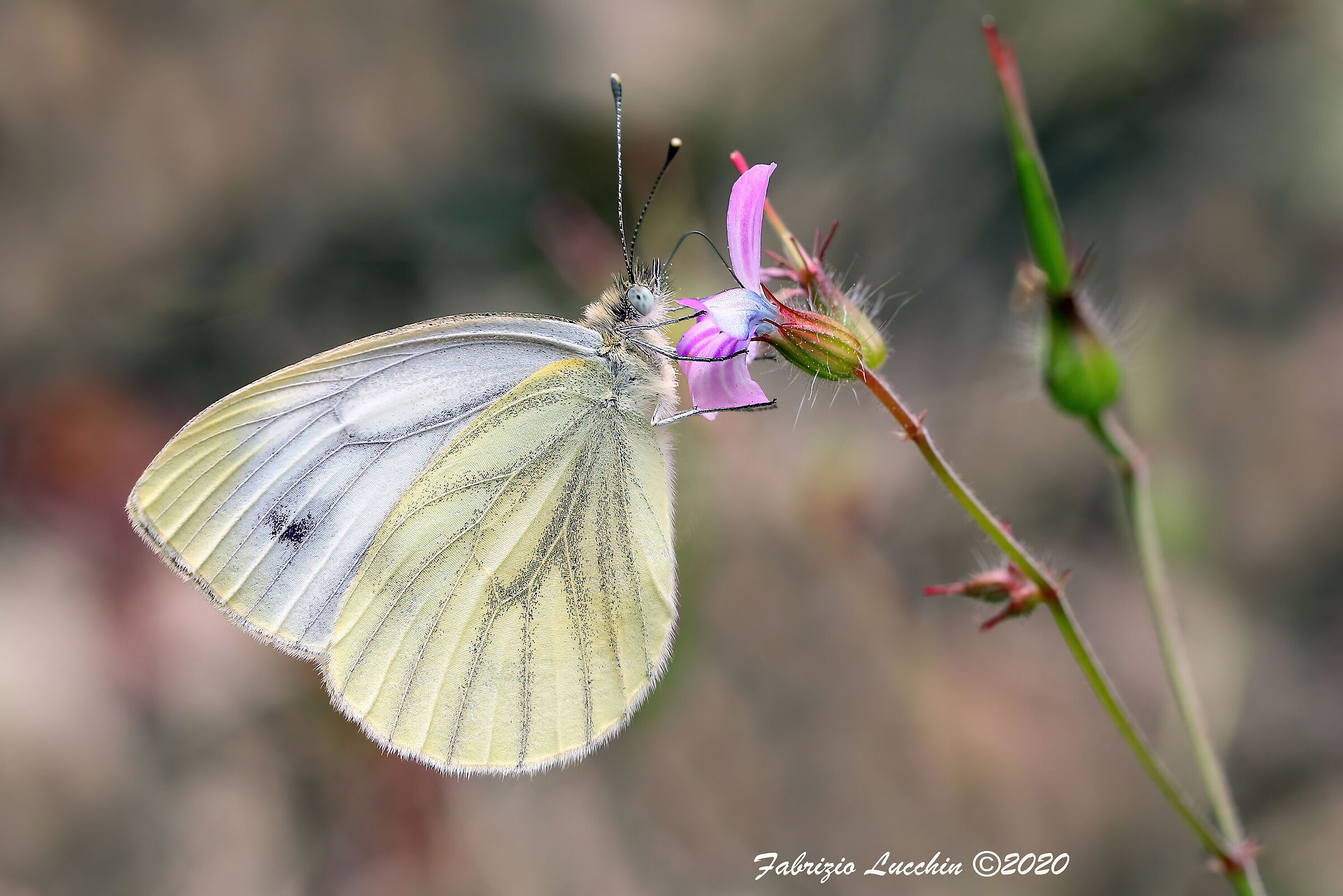 Pieris rapae