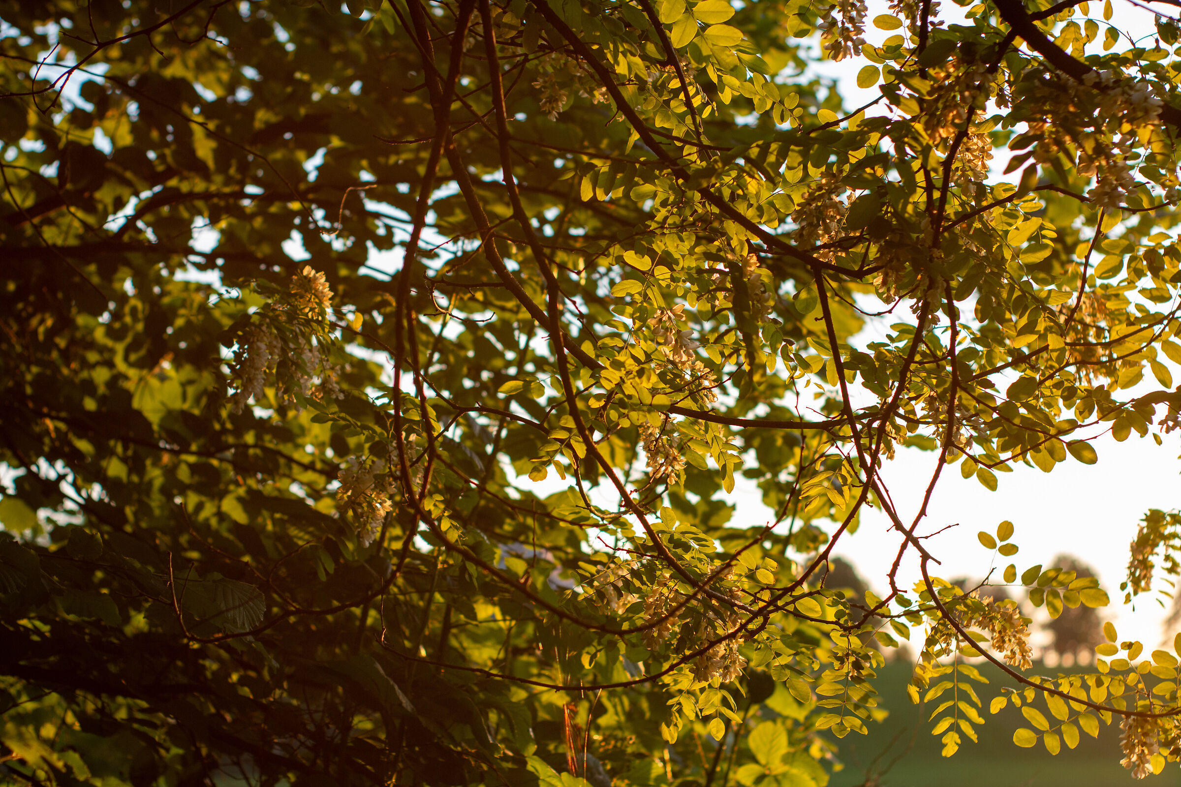 Leaves and sun