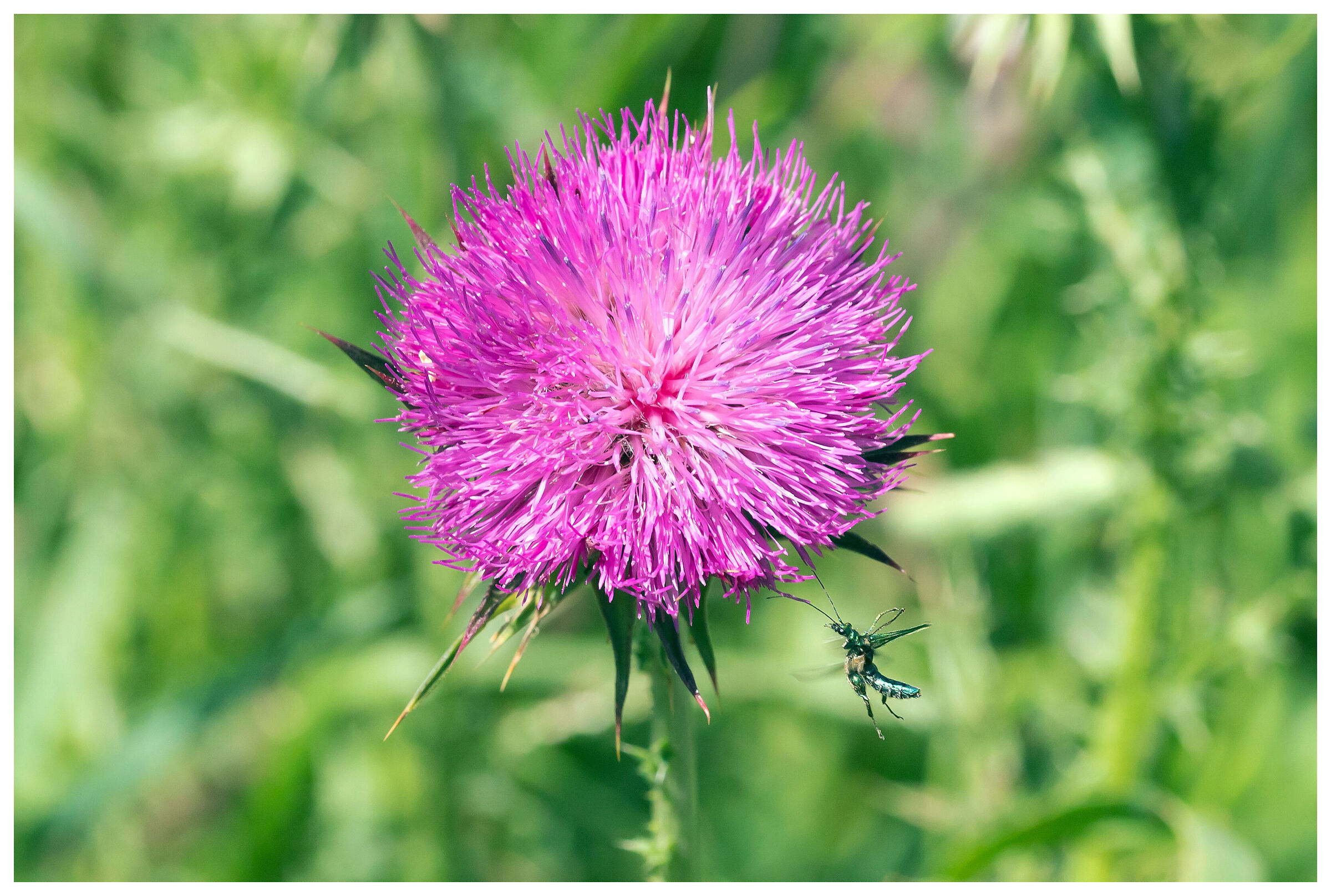 Floral Star Trek: Planet Thistle...