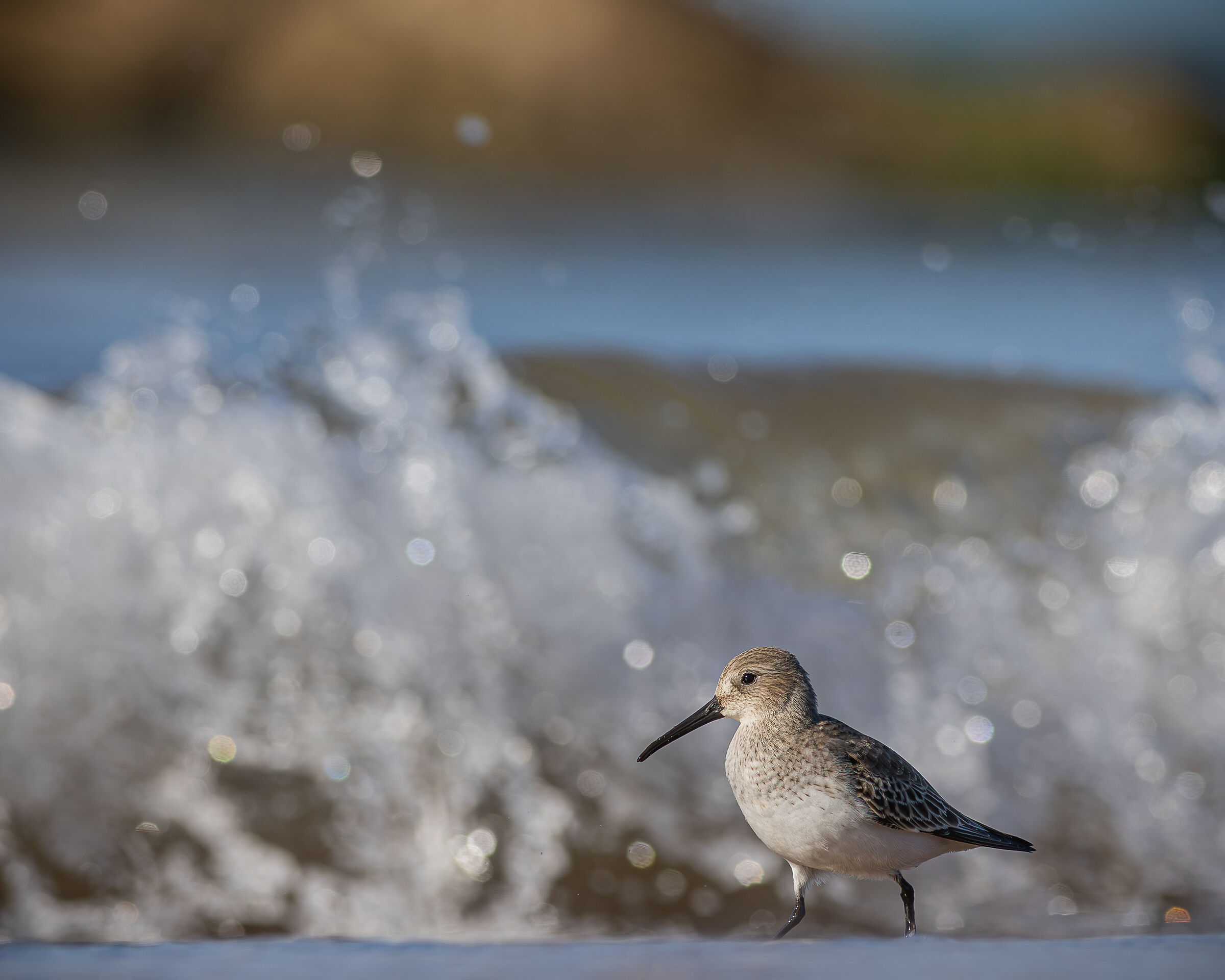 Dunlin