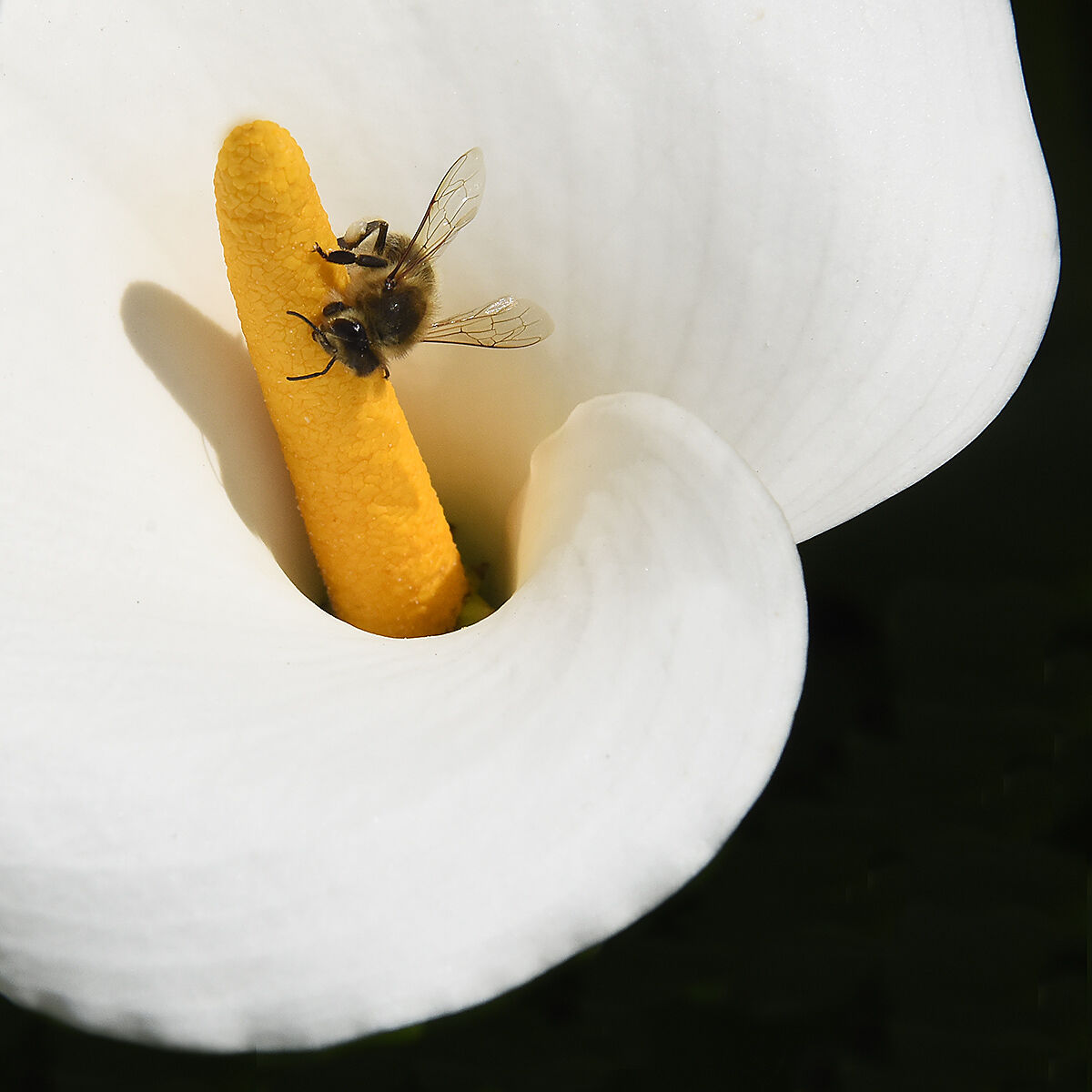 Ape su calla in giardino
