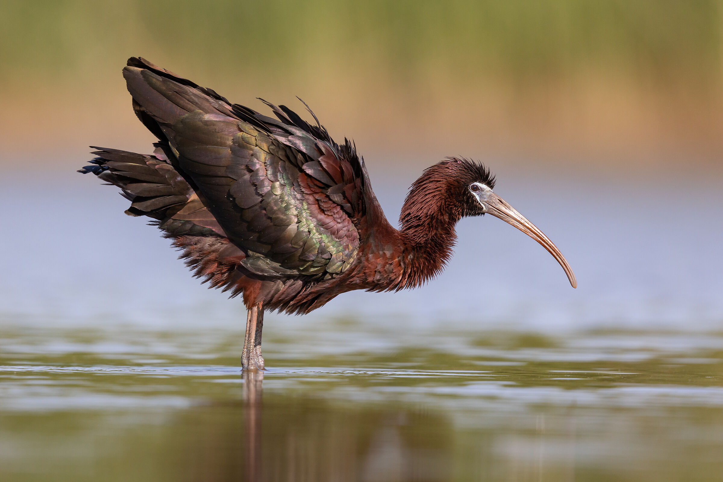 Mignattaio cura del piumaggio