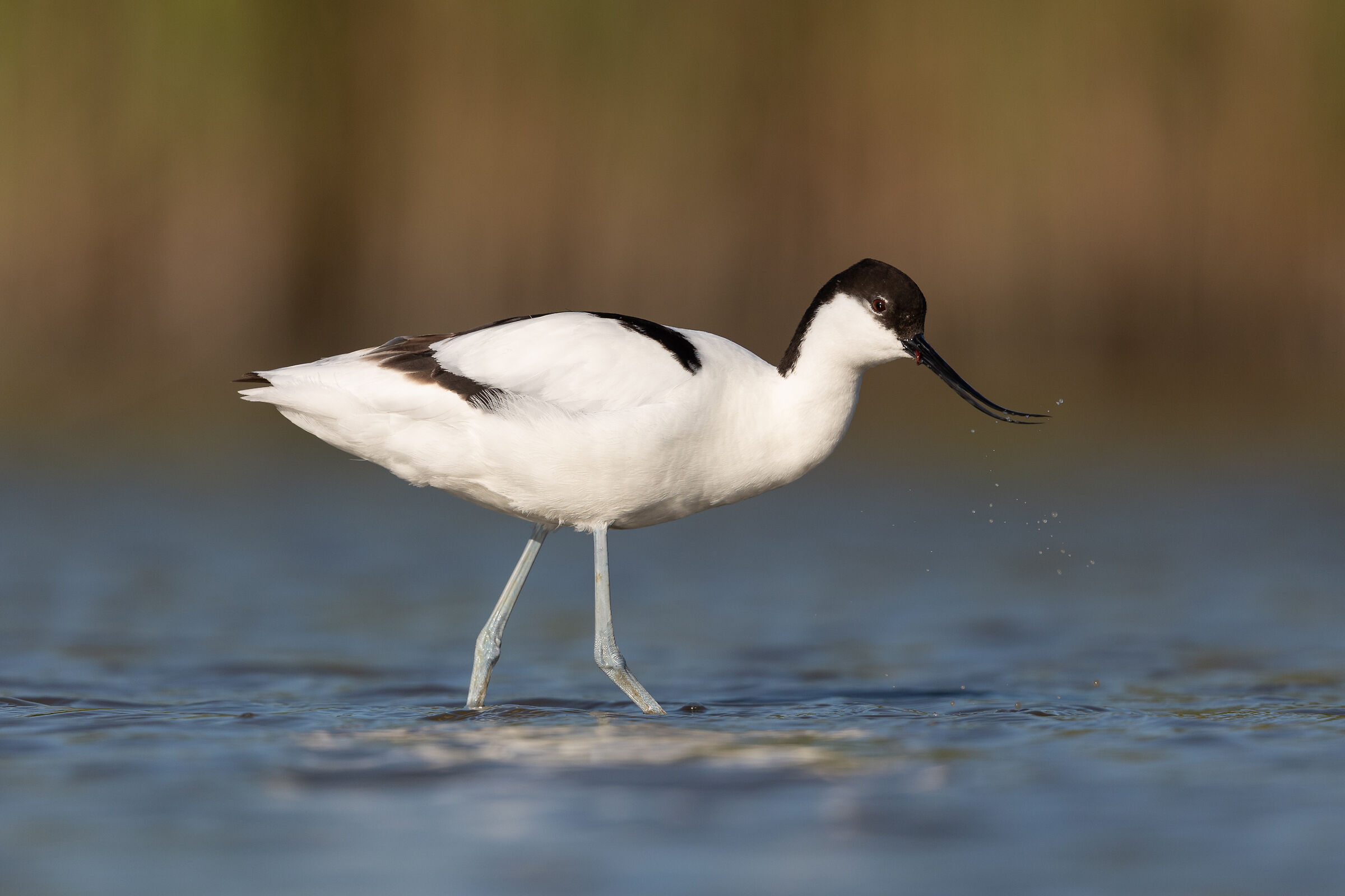 Avocetta con preda
