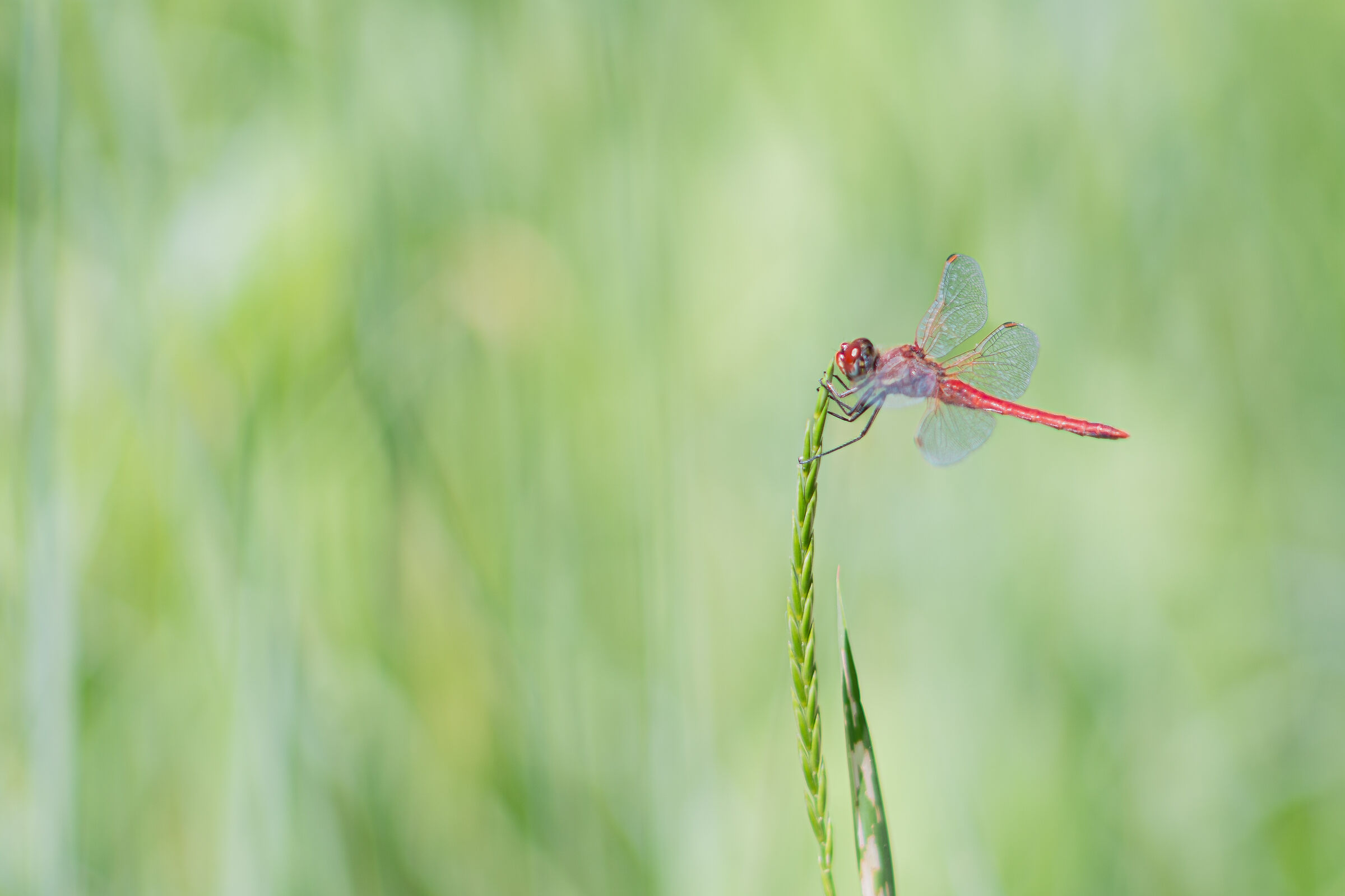 Sanguineous Cardinal
