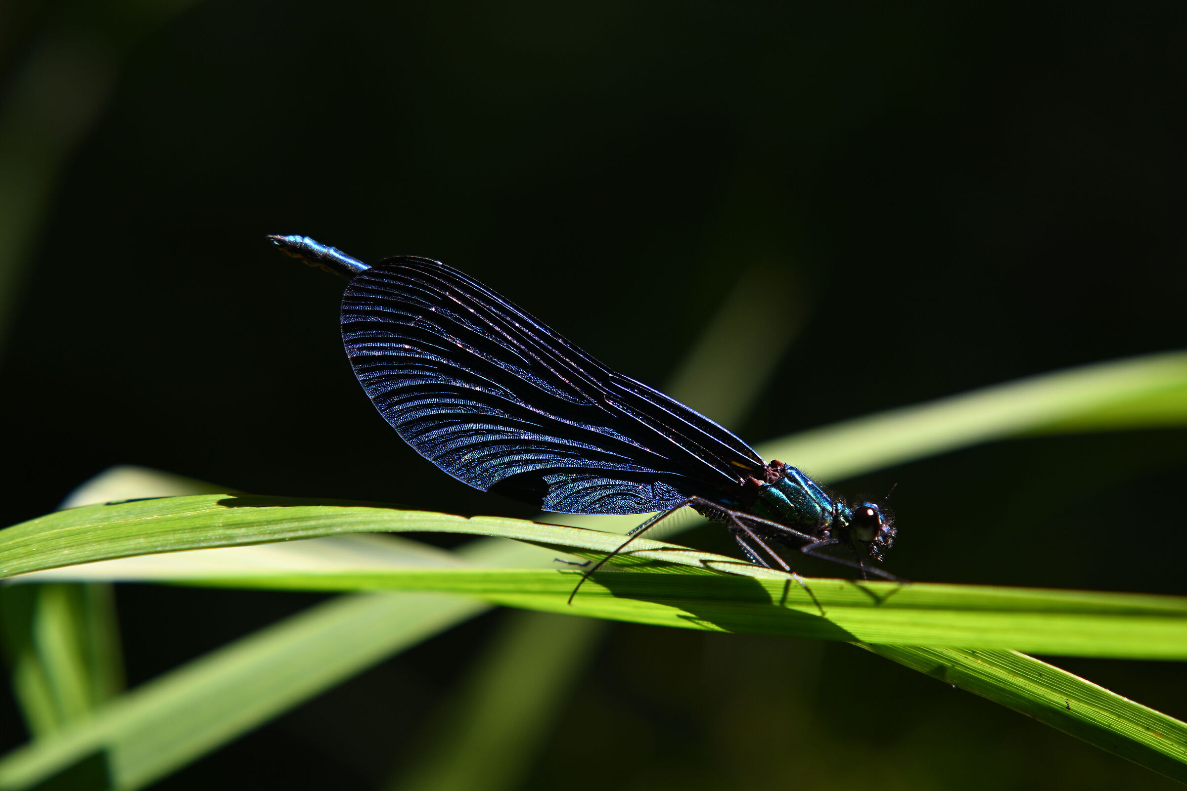 Canon fd 100mm & Close Up +4 B+W