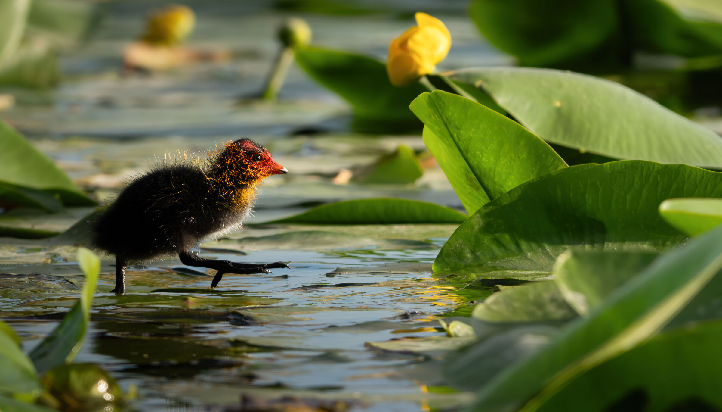 Coot pullet
