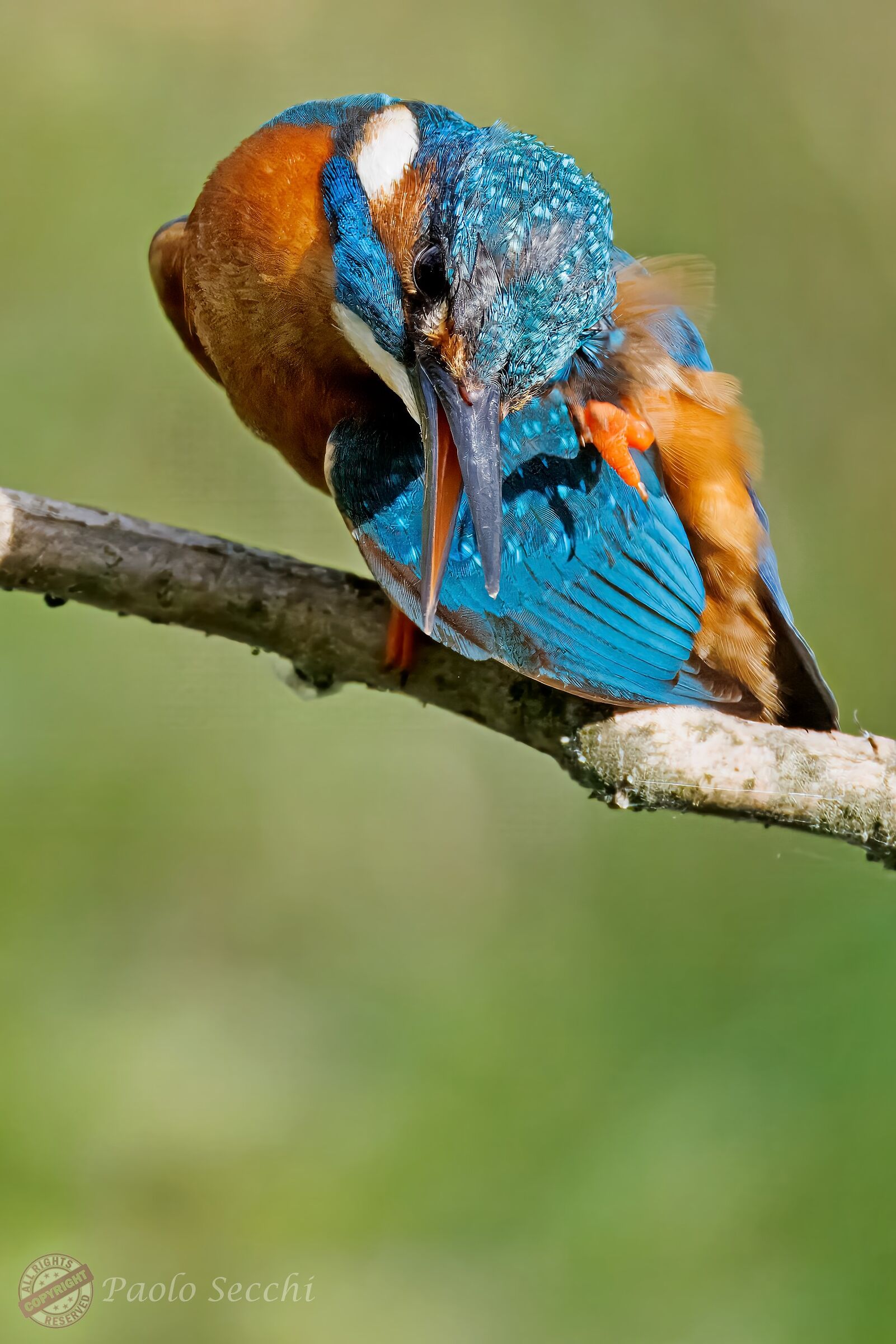 Almost, almost.... I eat that!
