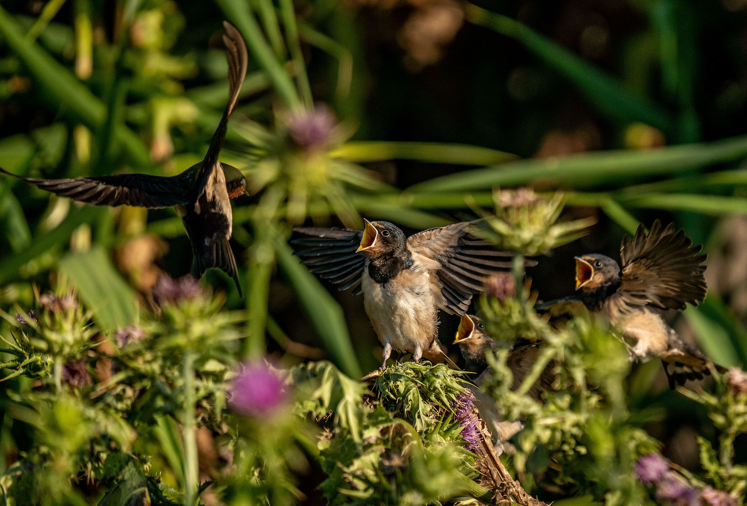 piccole rondini crescono (e che fame)