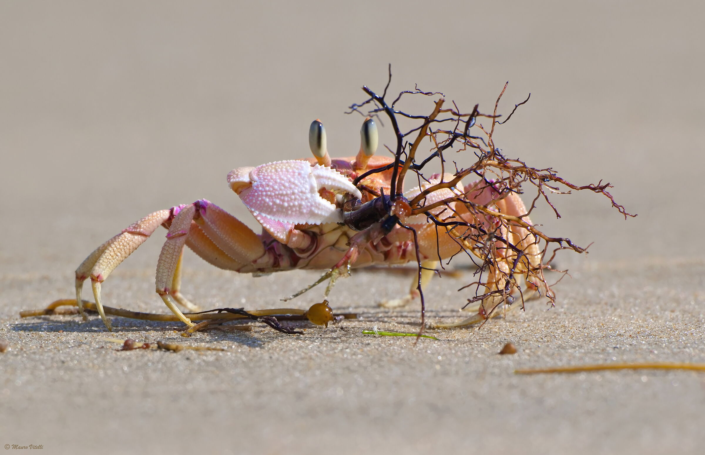 Crab (Lamu Island Kenya)