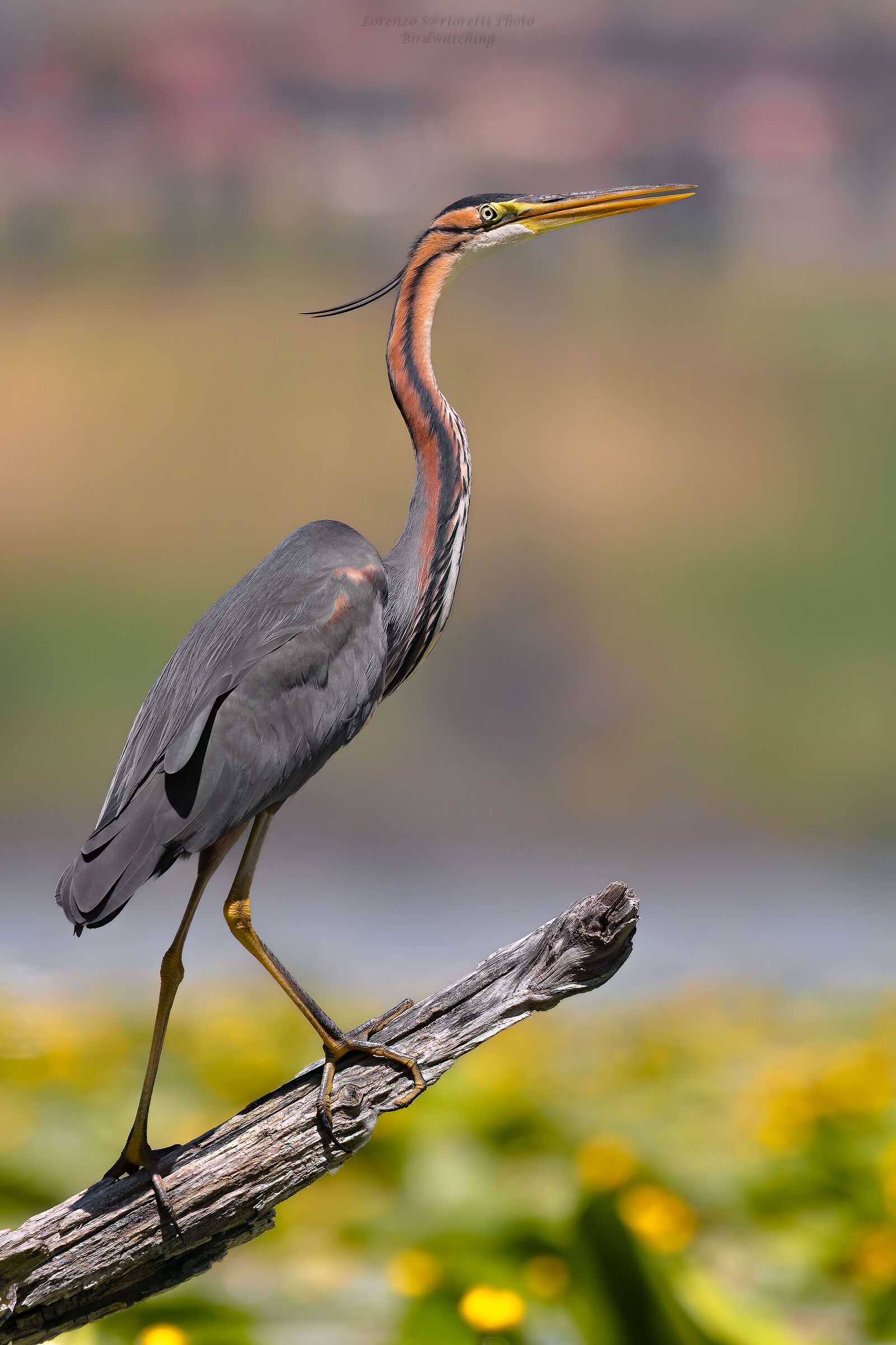 Purple heron