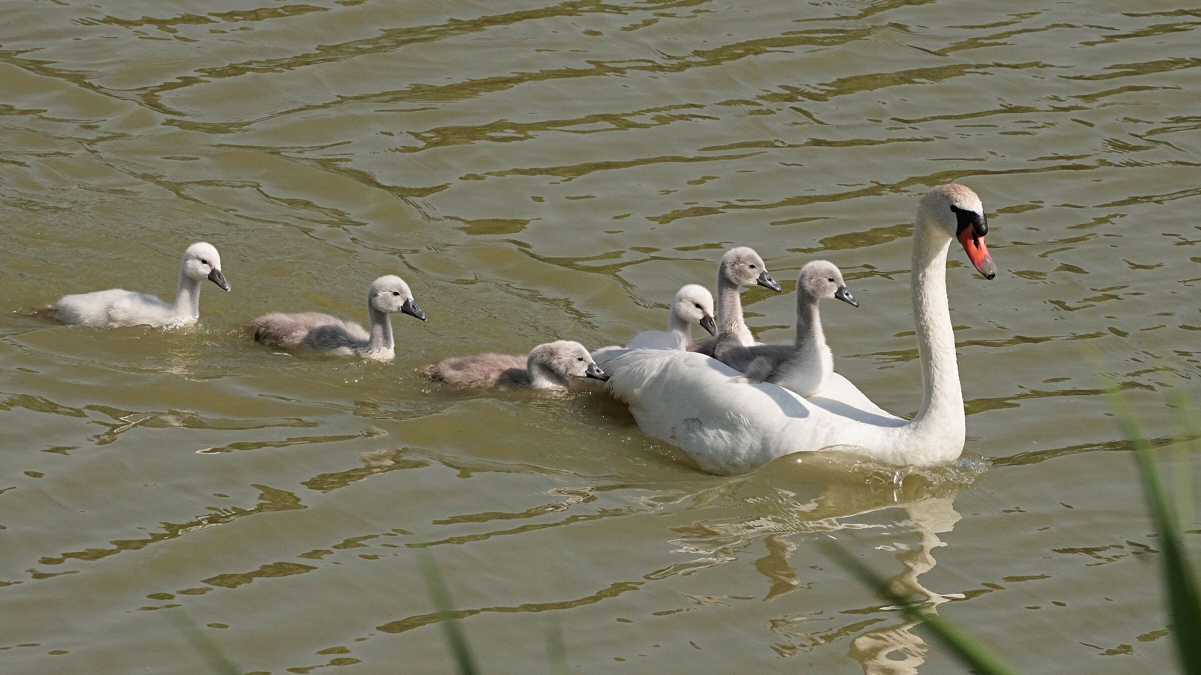 Mother swan with babies