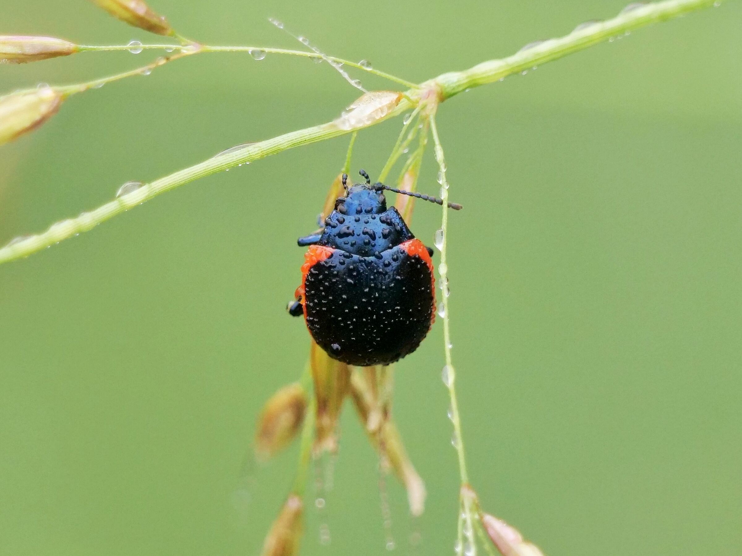 Chrysolina rossia (= C. sanguinolenta)
