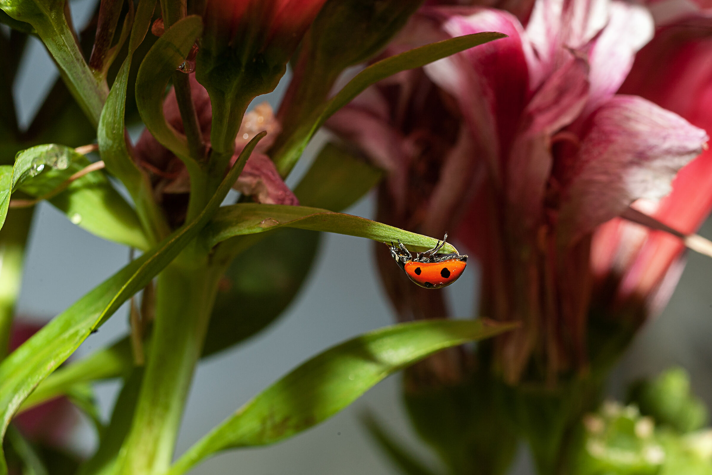Coccinella su giglio peruviano