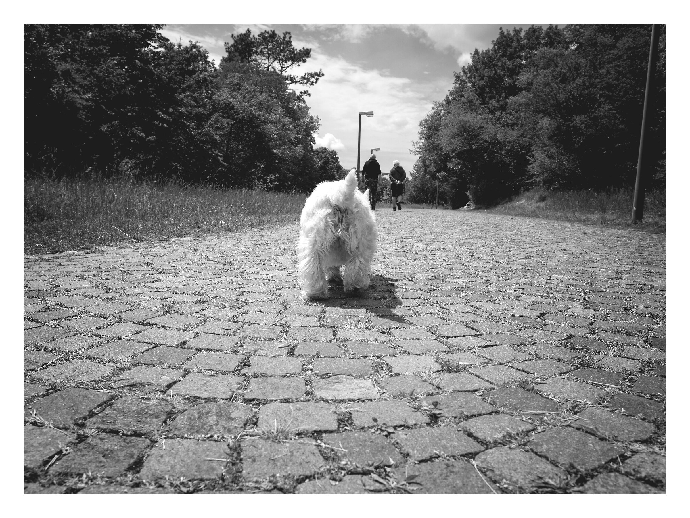 The follower