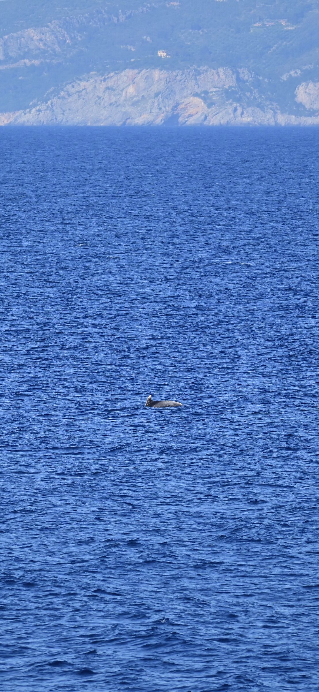 Tursiops truncatus