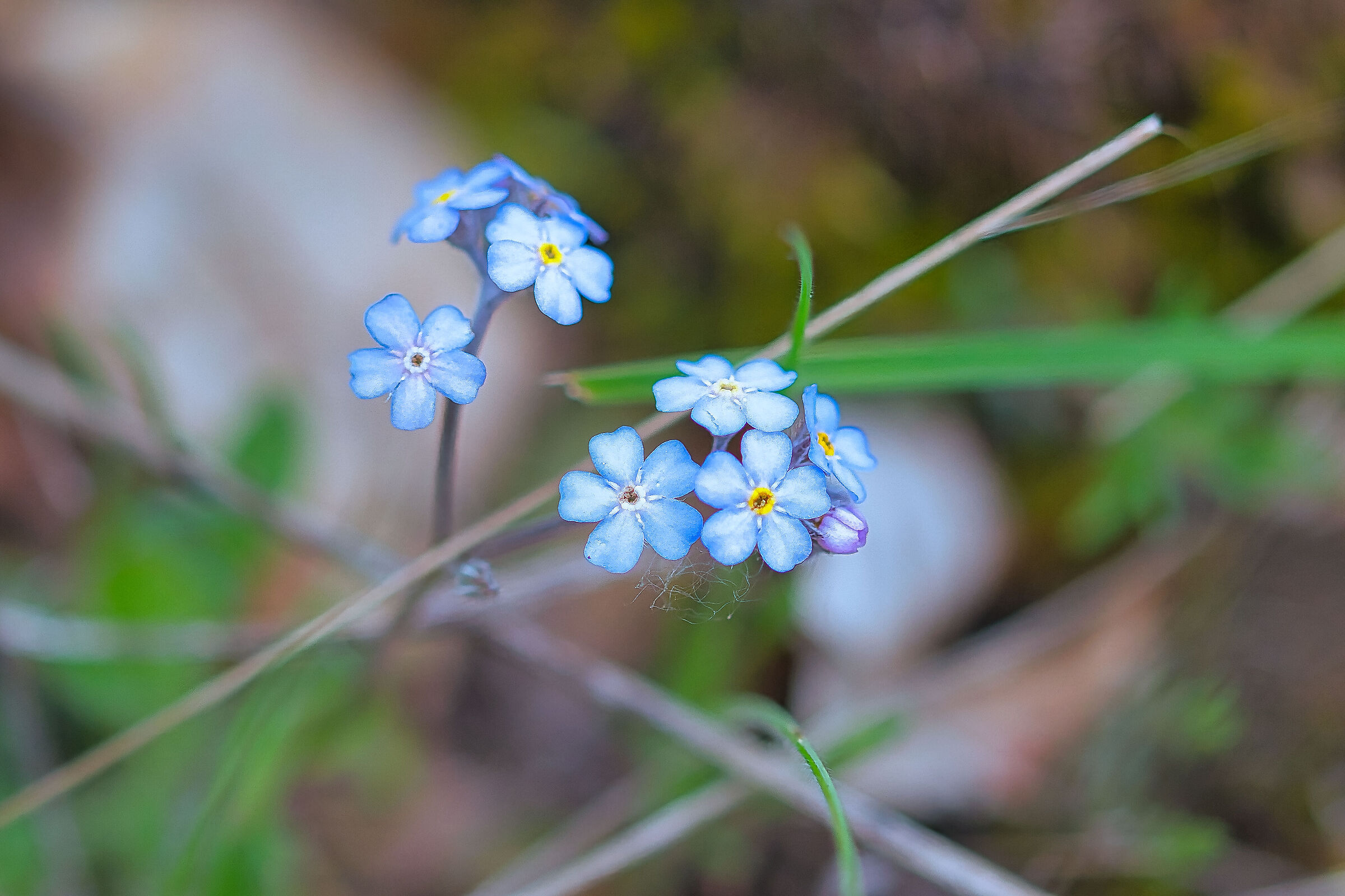 Flowers 2