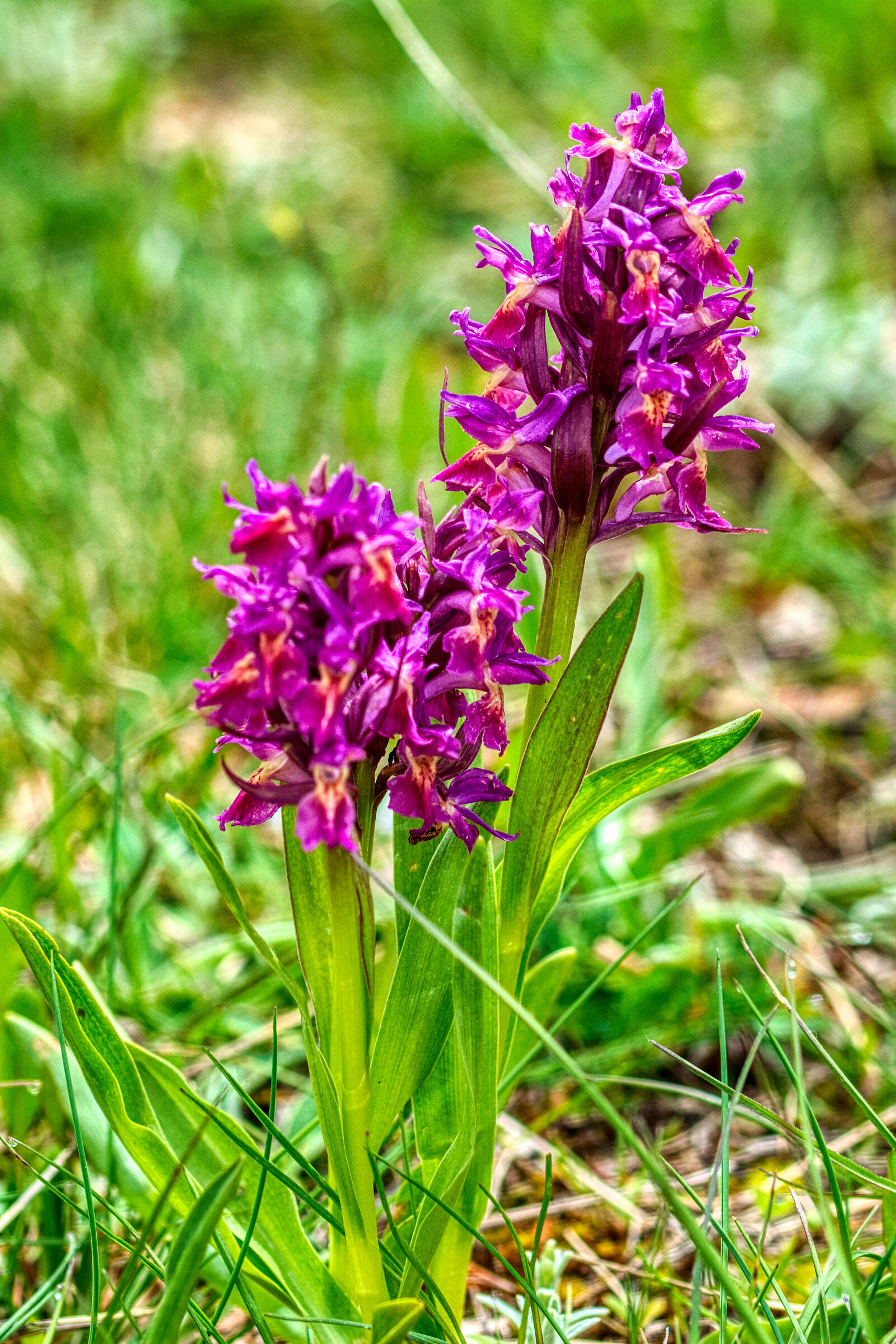 Flowers 3