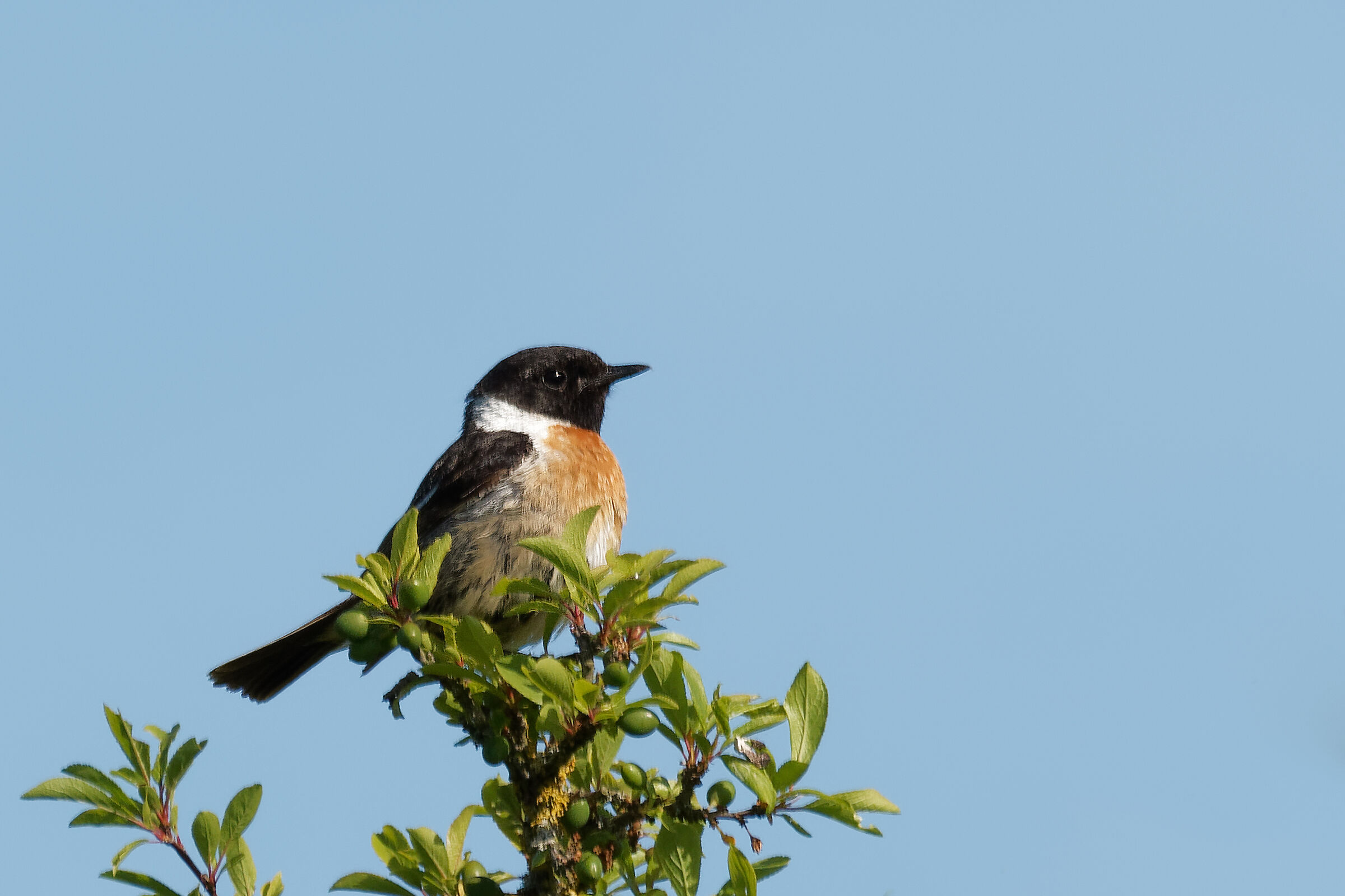 saltimpalo saxicola torquata