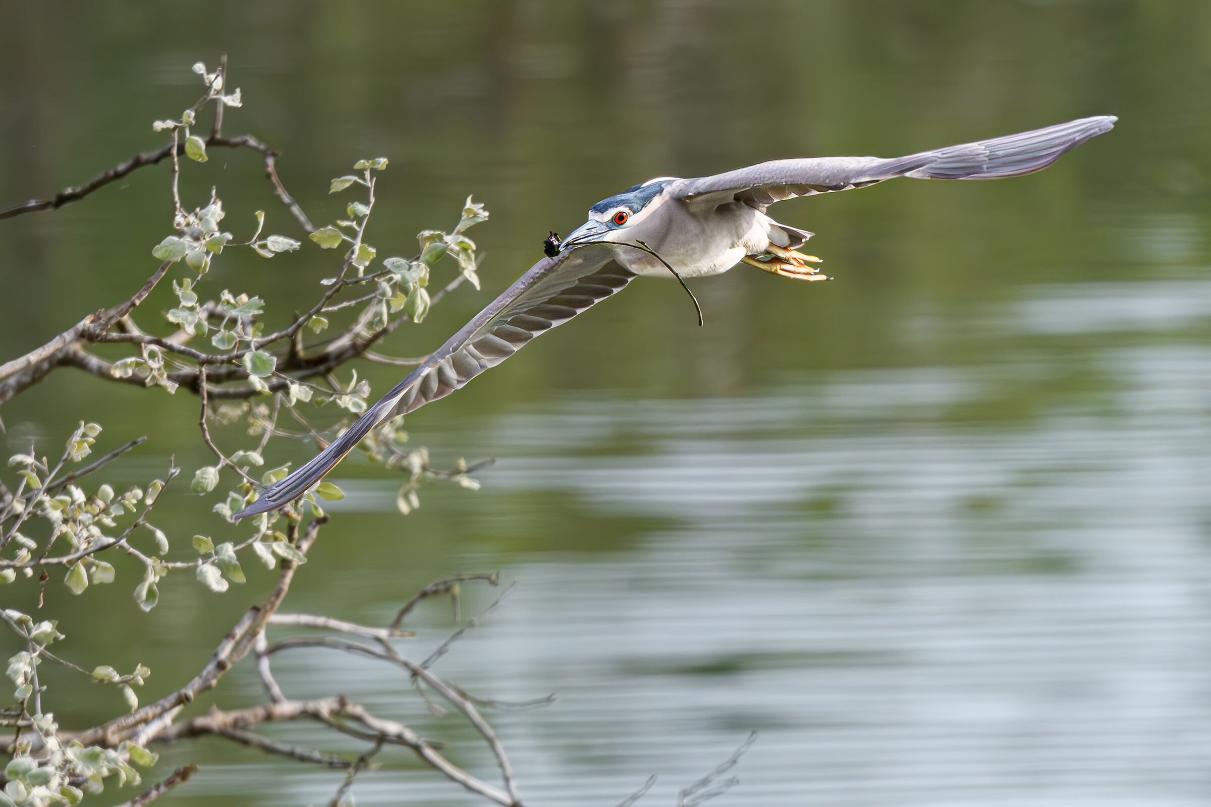 A sprig for my beautiful